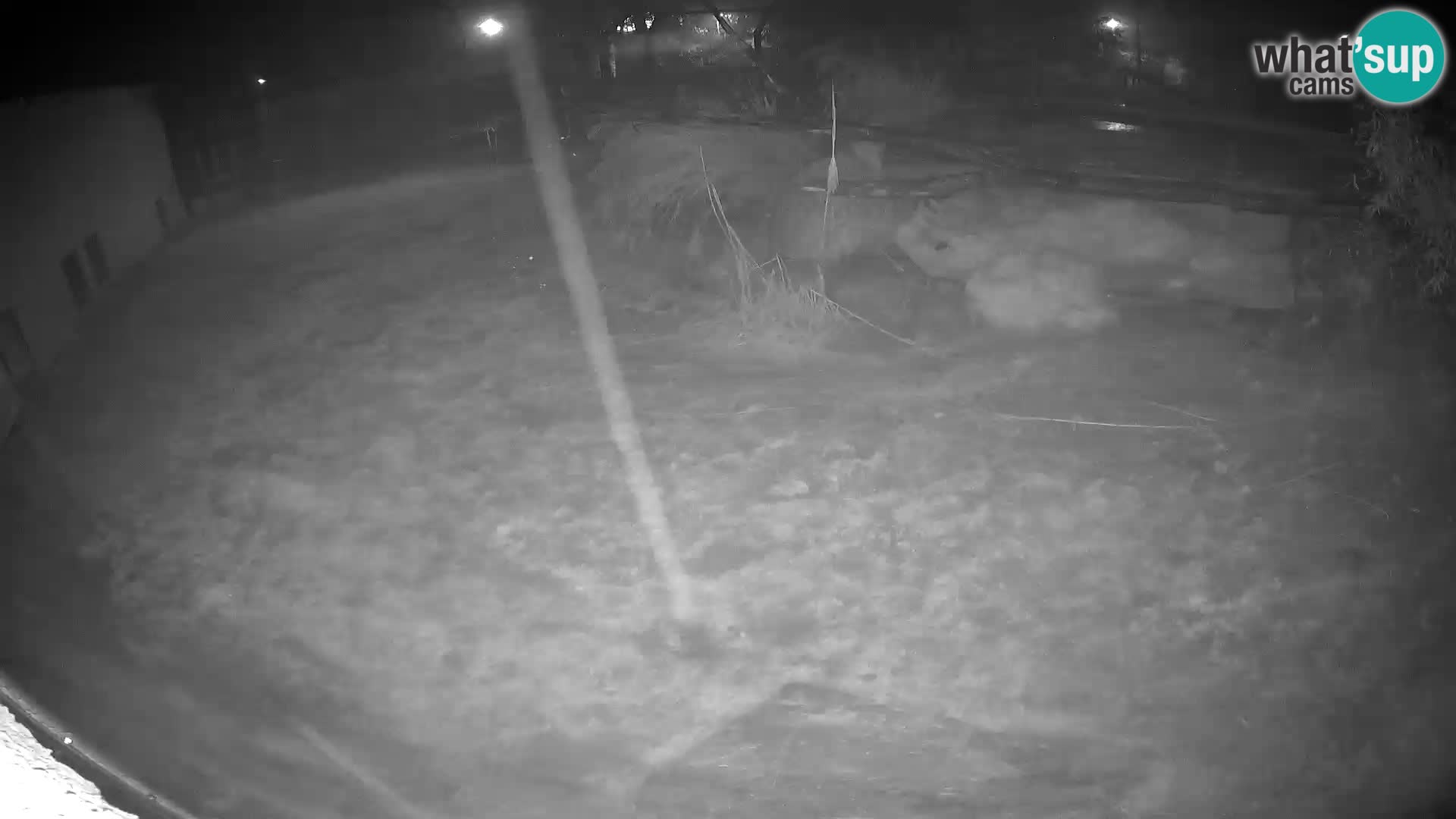 LION webcam en direct du zoo de Ljubljana – Slovénie