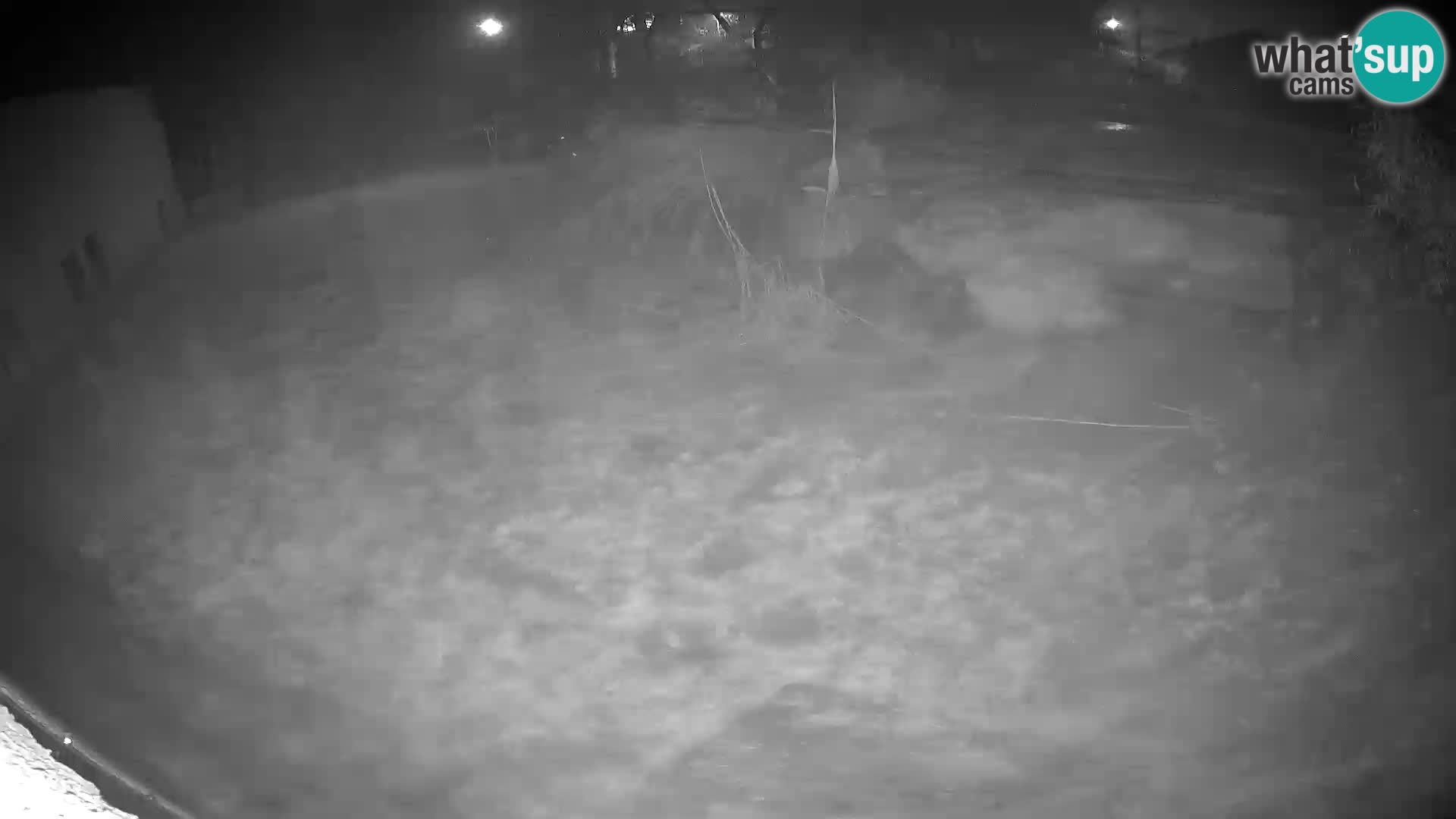 LION webcam en direct du zoo de Ljubljana – Slovénie