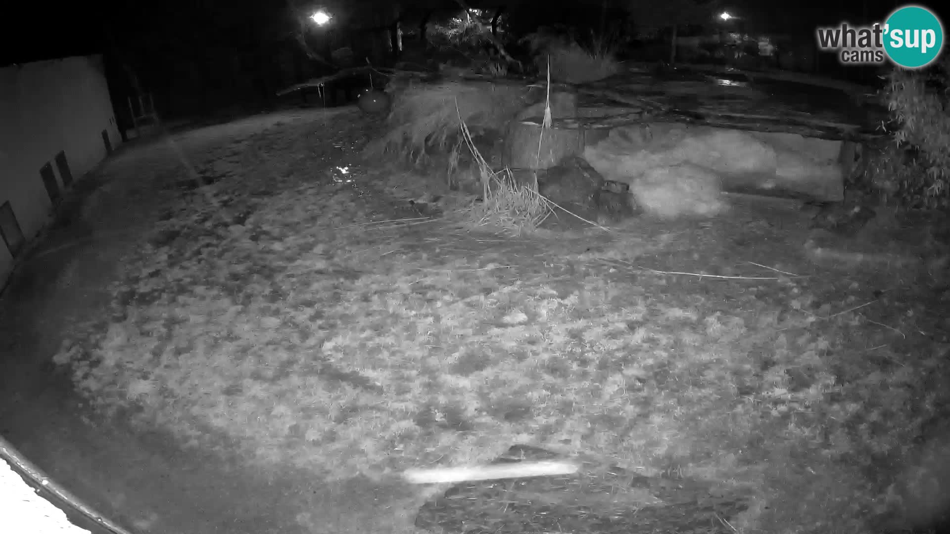 LEONE live Webcam nello zoo di Lubiana – Slovenia