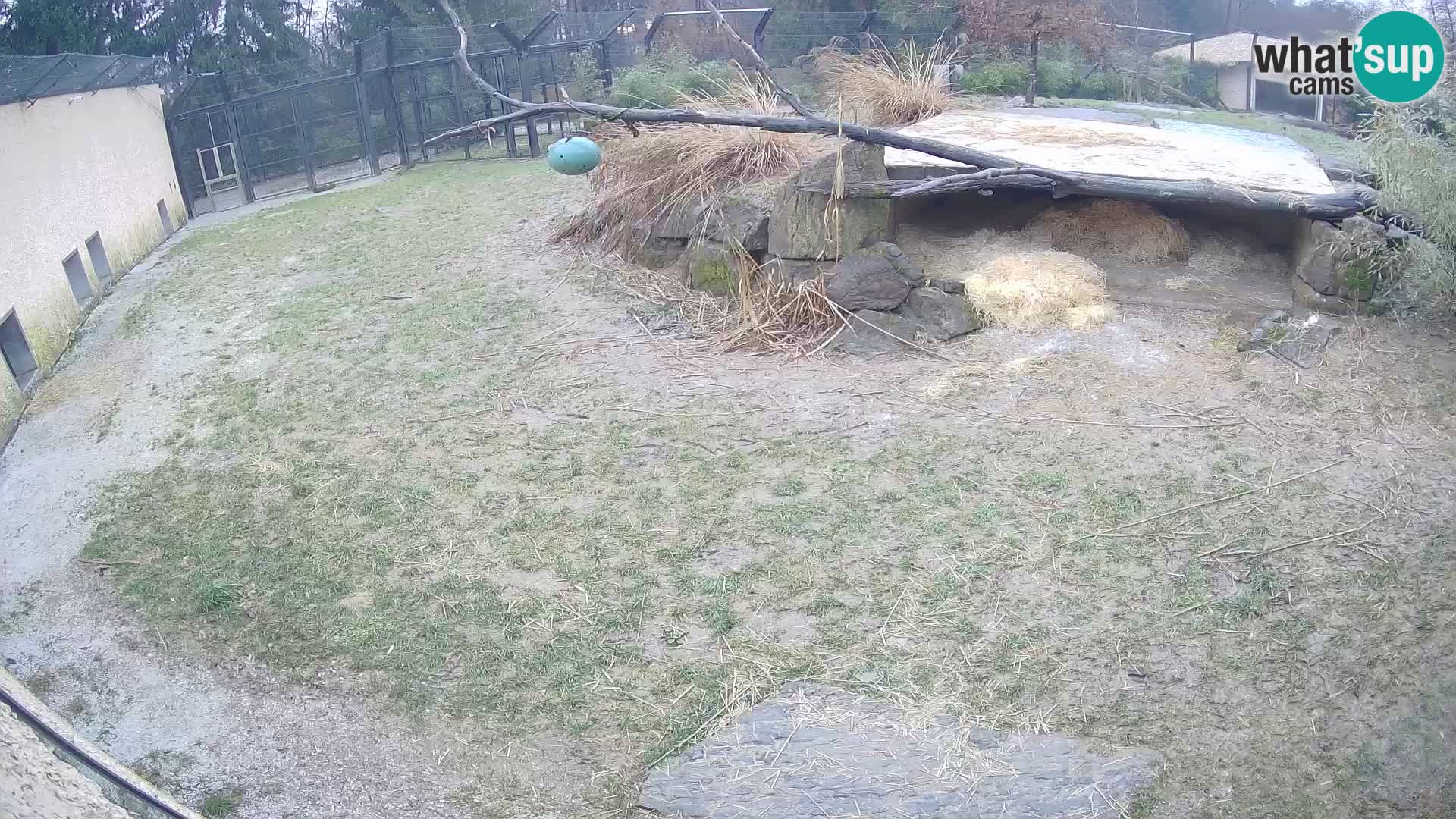 LEONE live Webcam nello zoo di Lubiana – Slovenia