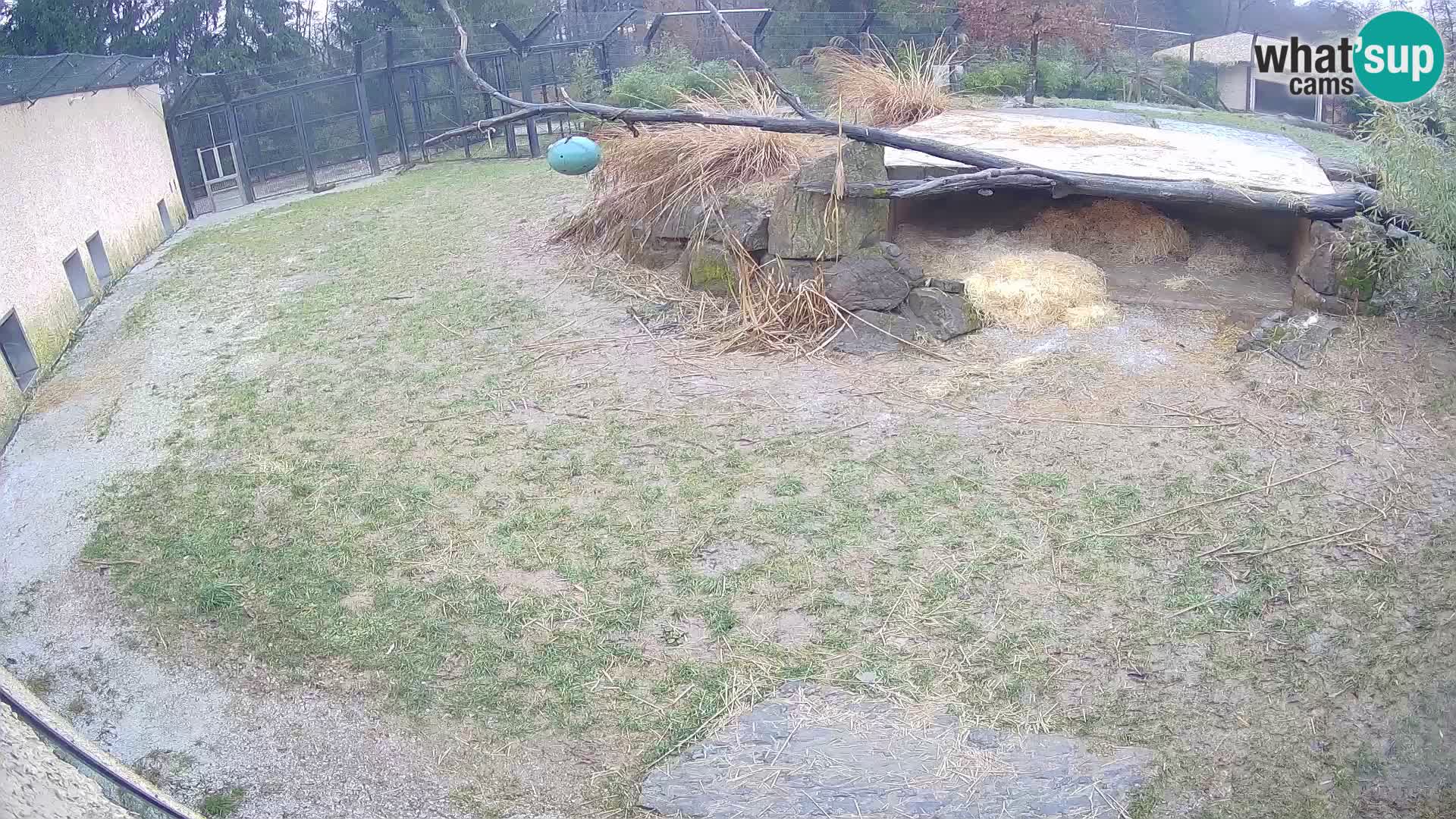 LEONE live Webcam nello zoo di Lubiana – Slovenia