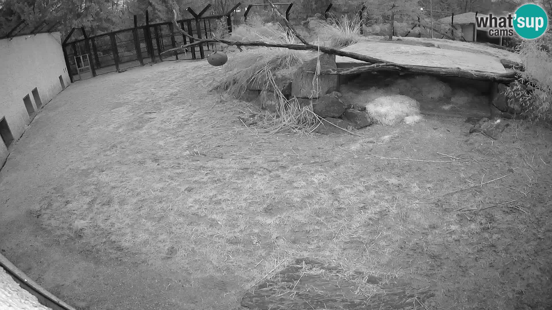 Löwe live Webcam im Zoo von Ljubljana – Slowenien