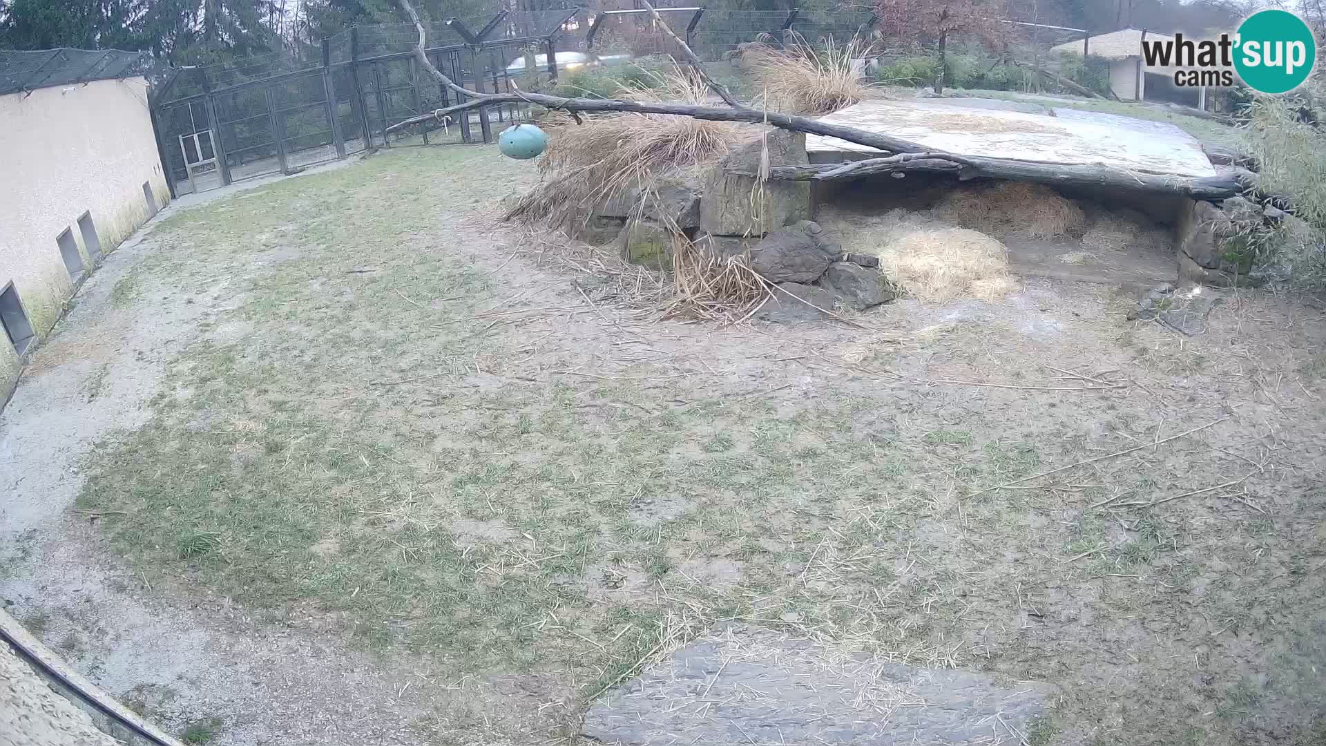 LEONE live Webcam nello zoo di Lubiana – Slovenia