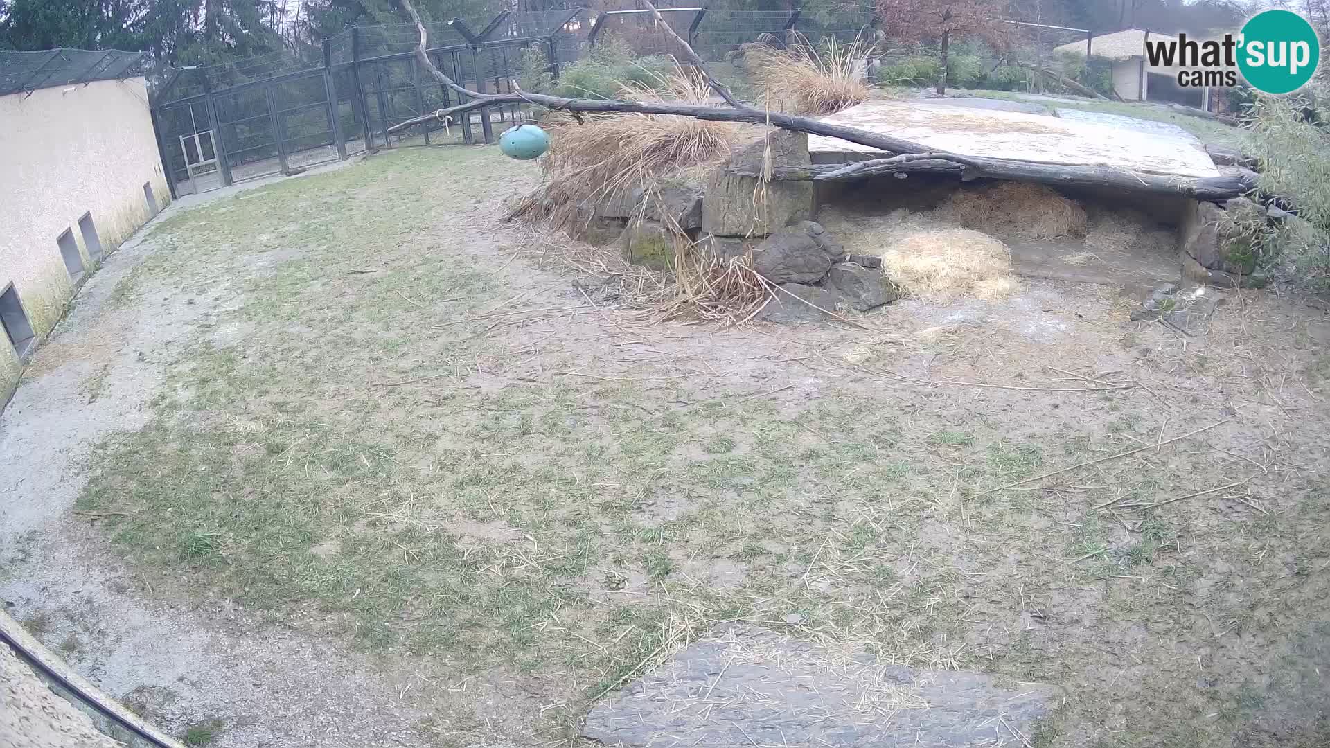 LION webcam en direct du zoo de Ljubljana – Slovénie