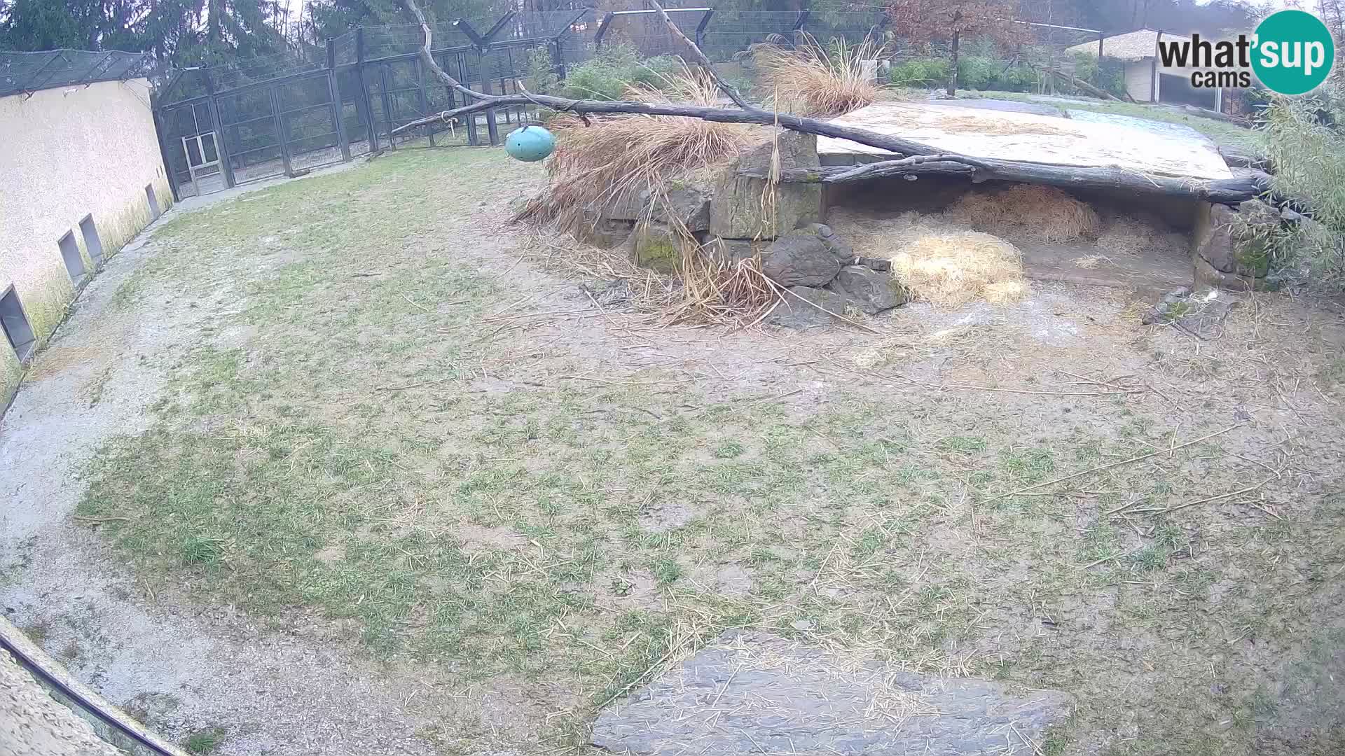 LEONE live Webcam nello zoo di Lubiana – Slovenia