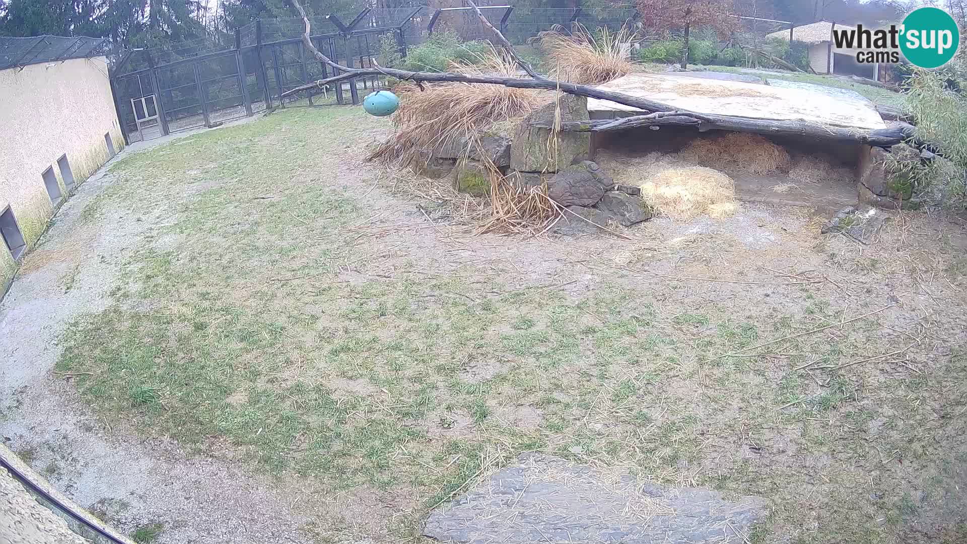 Löwe live Webcam im Zoo von Ljubljana – Slowenien