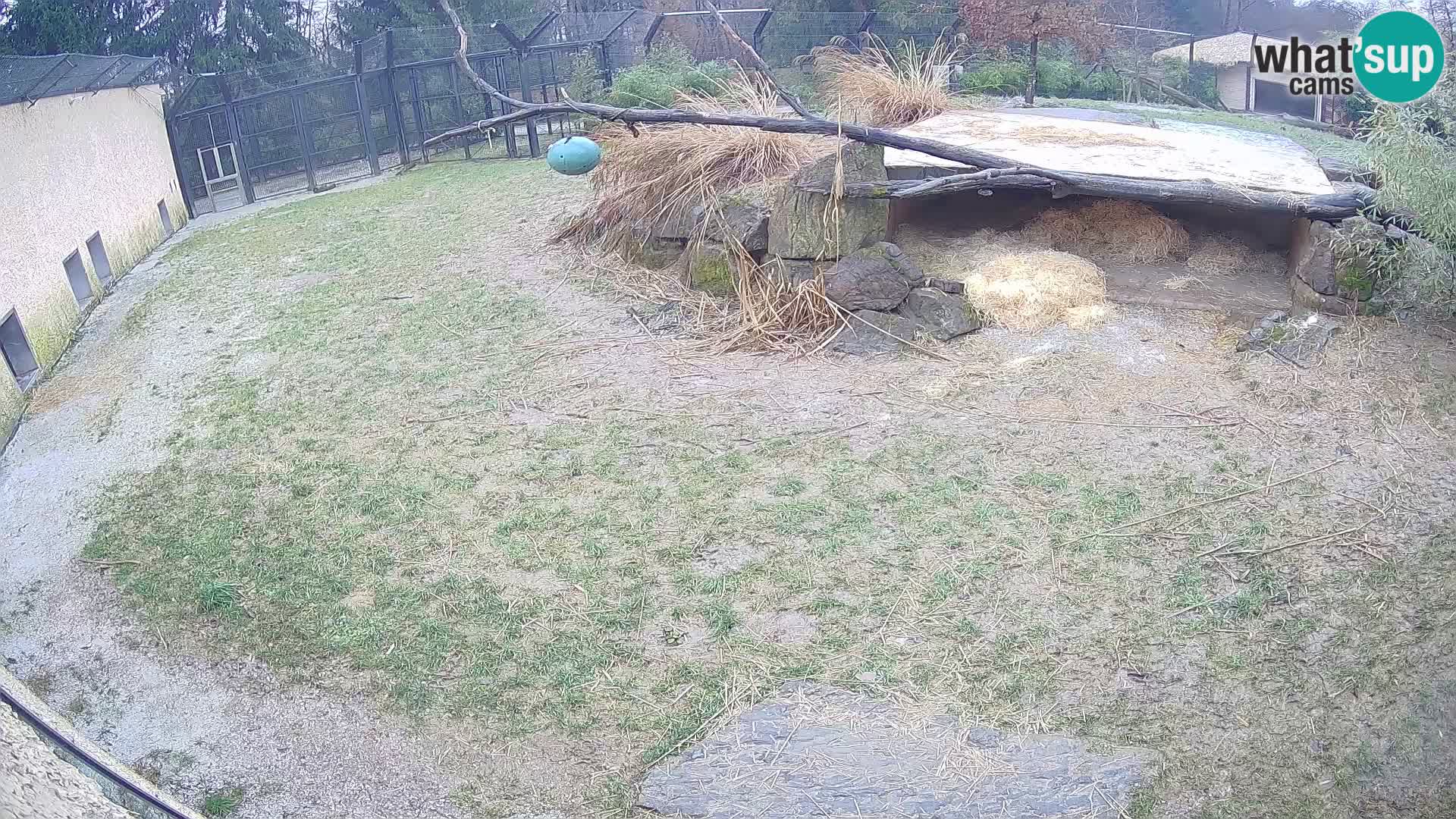 LEONE live Webcam nello zoo di Lubiana – Slovenia