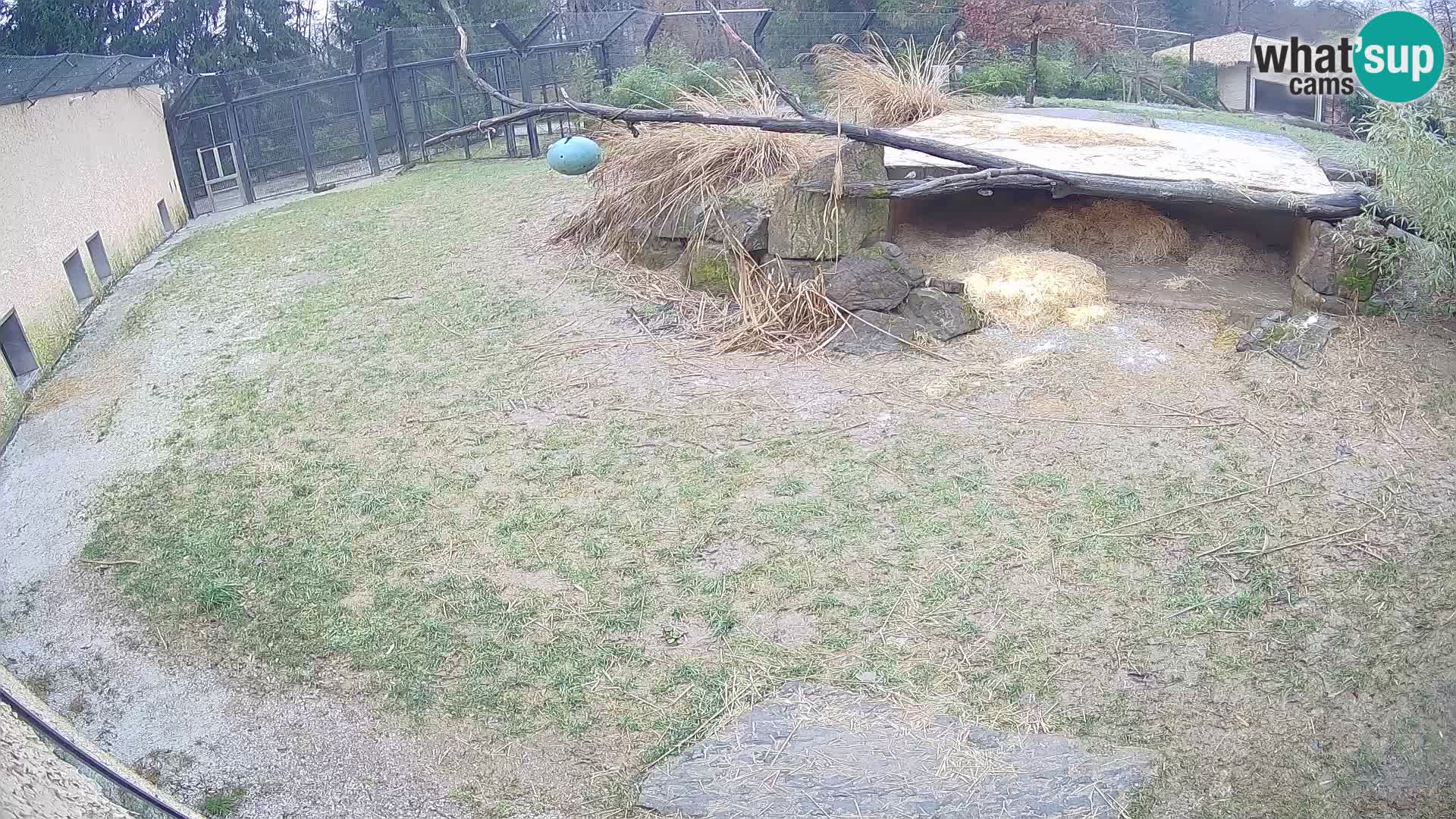 Löwe live Webcam im Zoo von Ljubljana – Slowenien