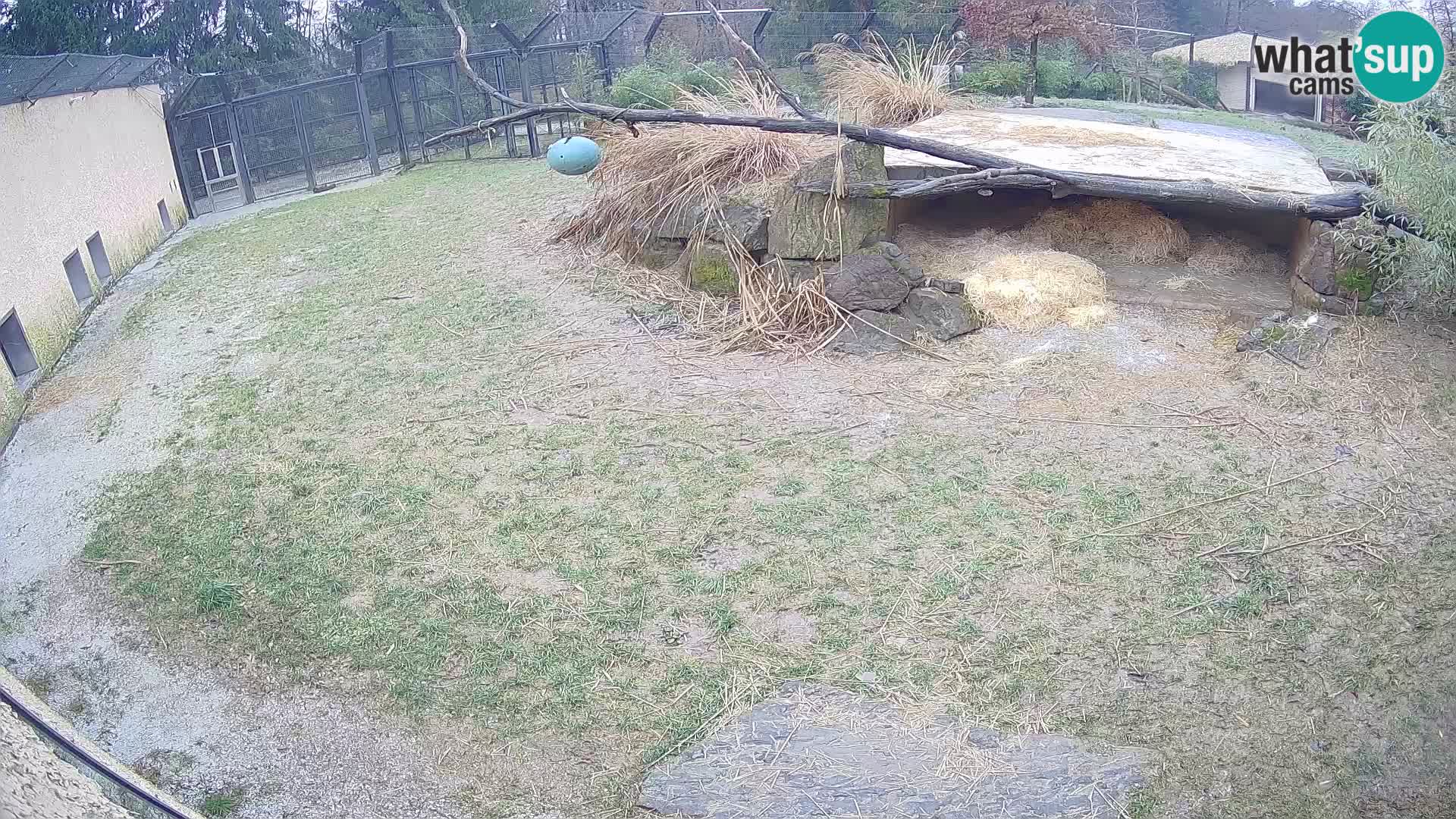 LEVI spletna kamera v živalskem vrtu Ljubljana Zoo