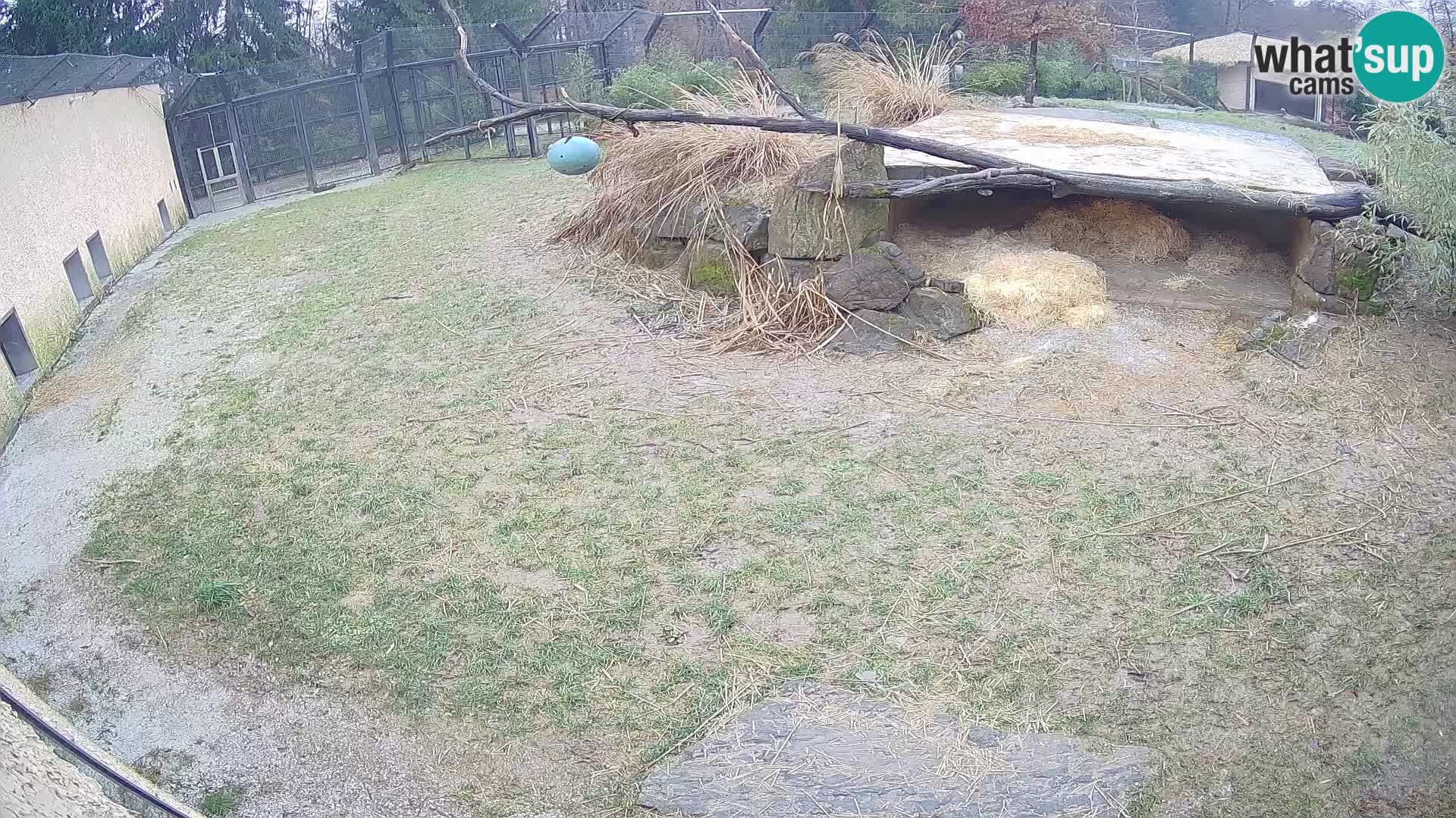 Lavovi web kamera uživo u ljubljanskom zoološkom vrtu – Slovenija