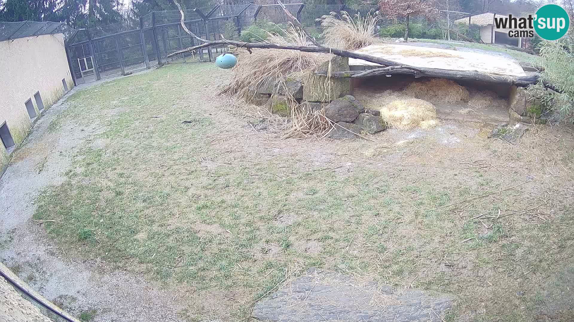 LEVI spletna kamera v živalskem vrtu Ljubljana Zoo