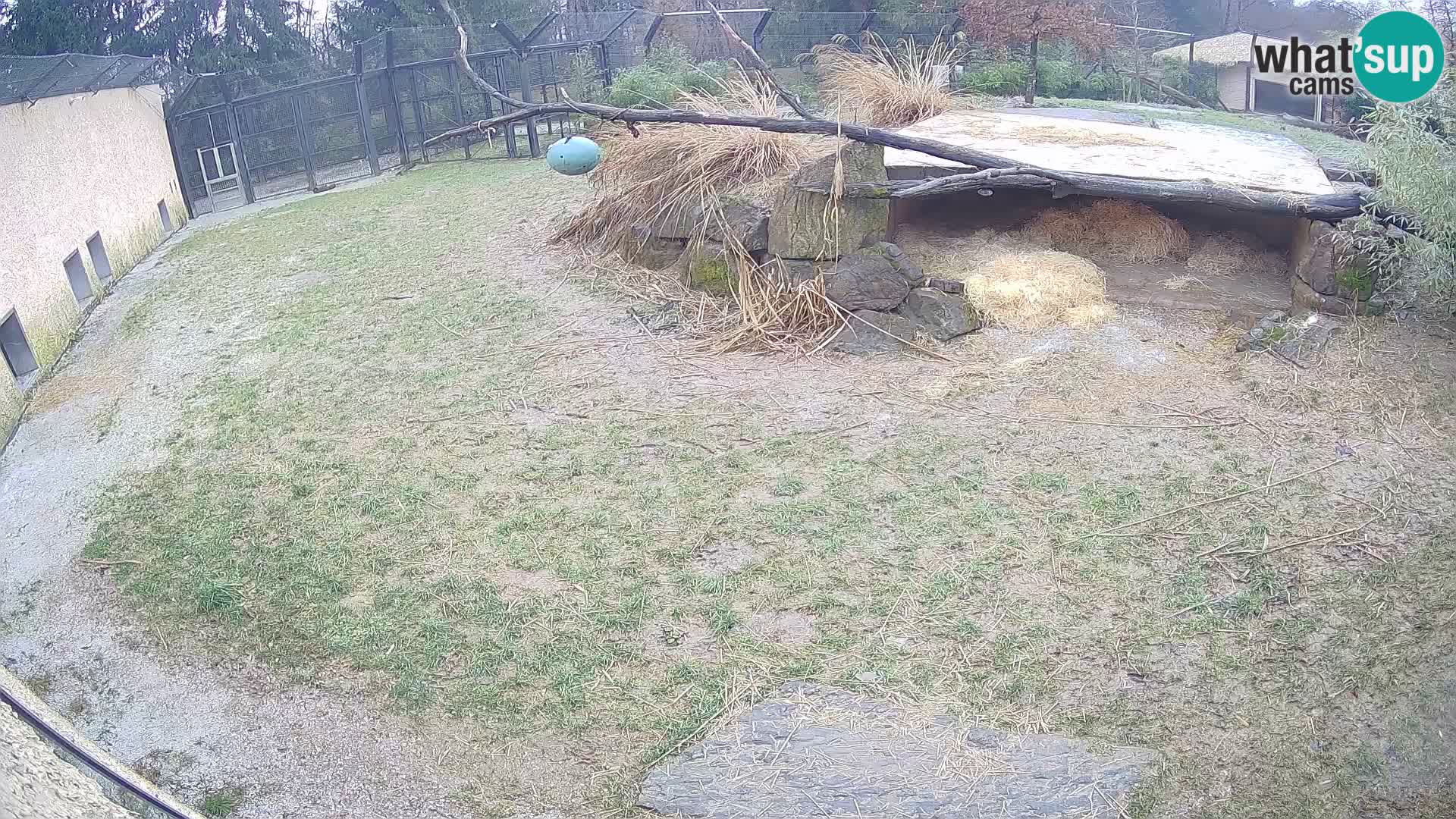 LEVI spletna kamera v živalskem vrtu Ljubljana Zoo