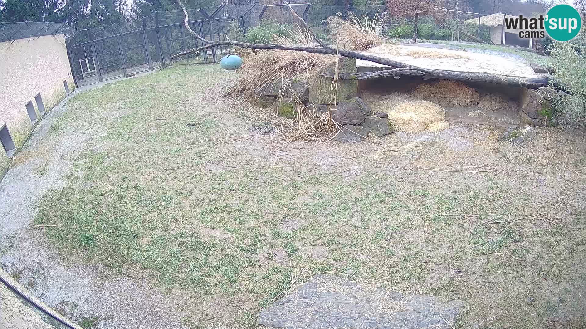 LEONE live Webcam nello zoo di Lubiana – Slovenia