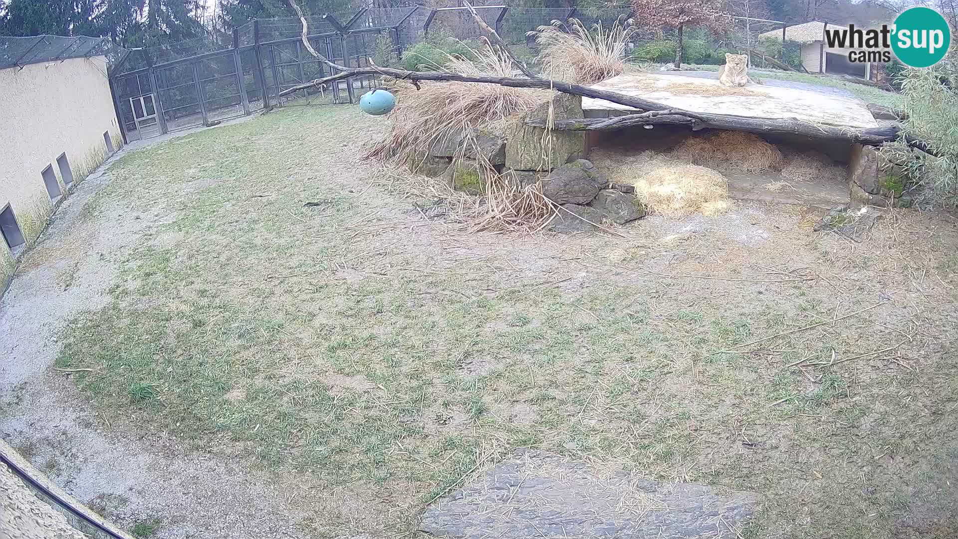 Löwe live Webcam im Zoo von Ljubljana – Slowenien