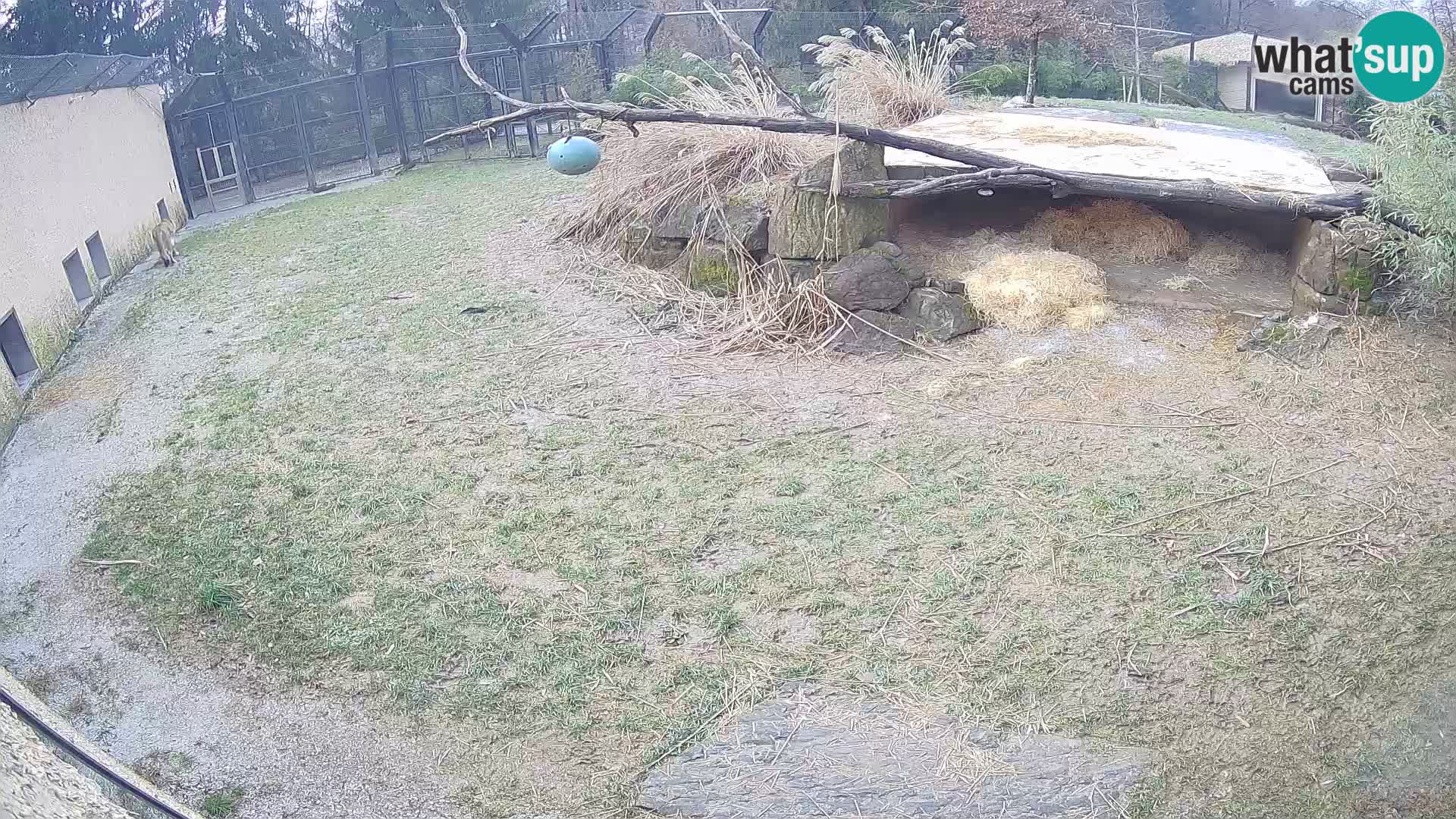 LEVI spletna kamera v živalskem vrtu Ljubljana Zoo