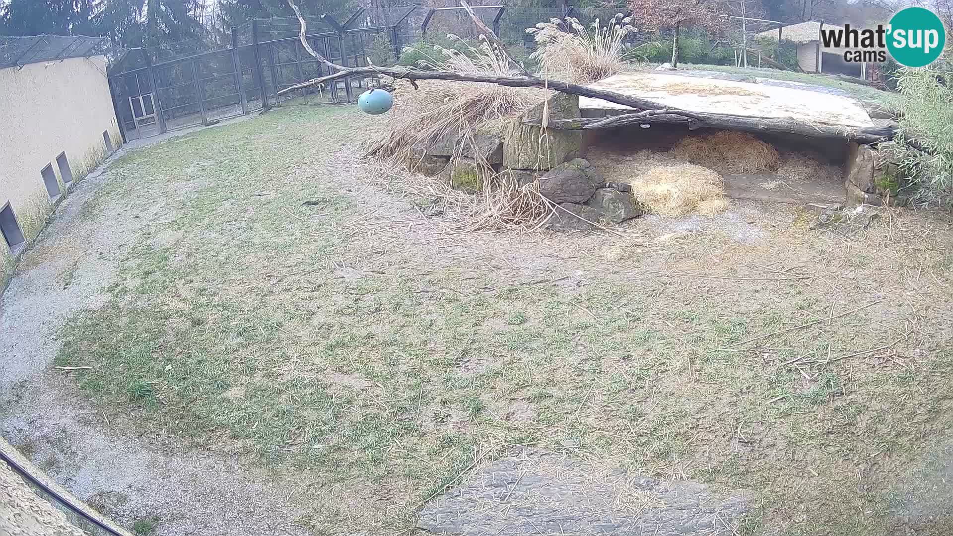 LEONE live Webcam nello zoo di Lubiana – Slovenia