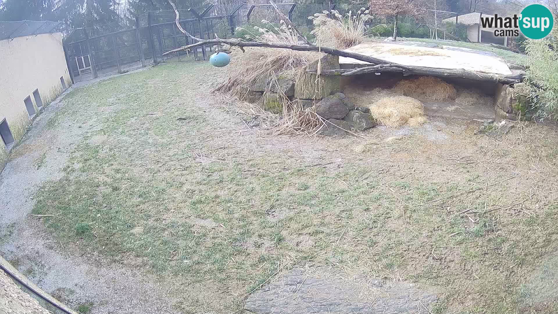 LEON Webcam en vivo en Ljubljana Zoo – Eslovenia