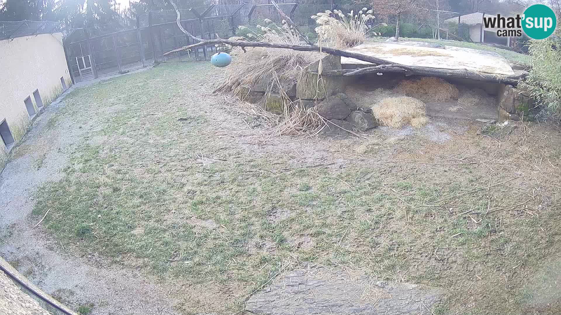 LION webcam en direct du zoo de Ljubljana – Slovénie