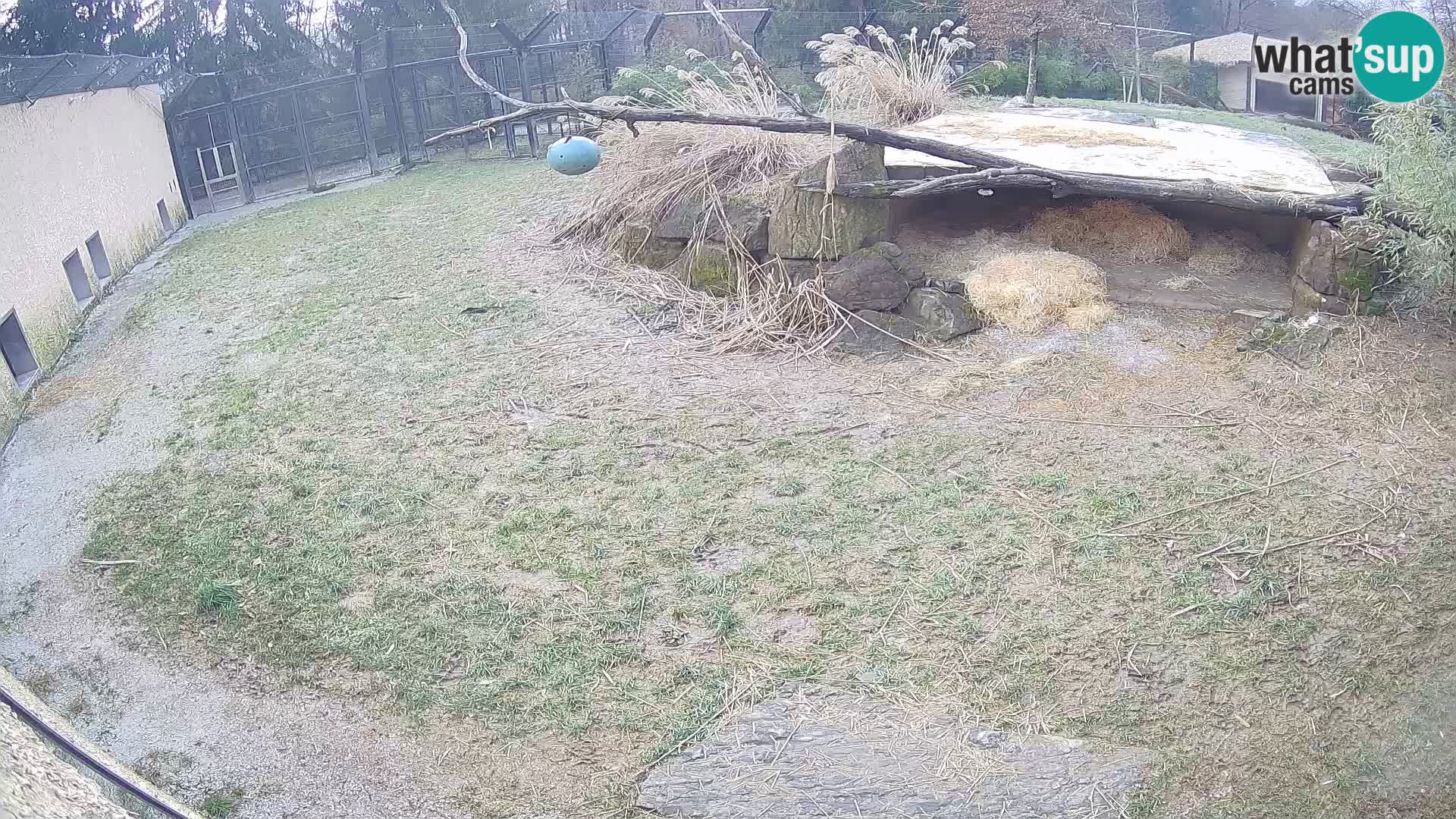 LEONE live Webcam nello zoo di Lubiana – Slovenia