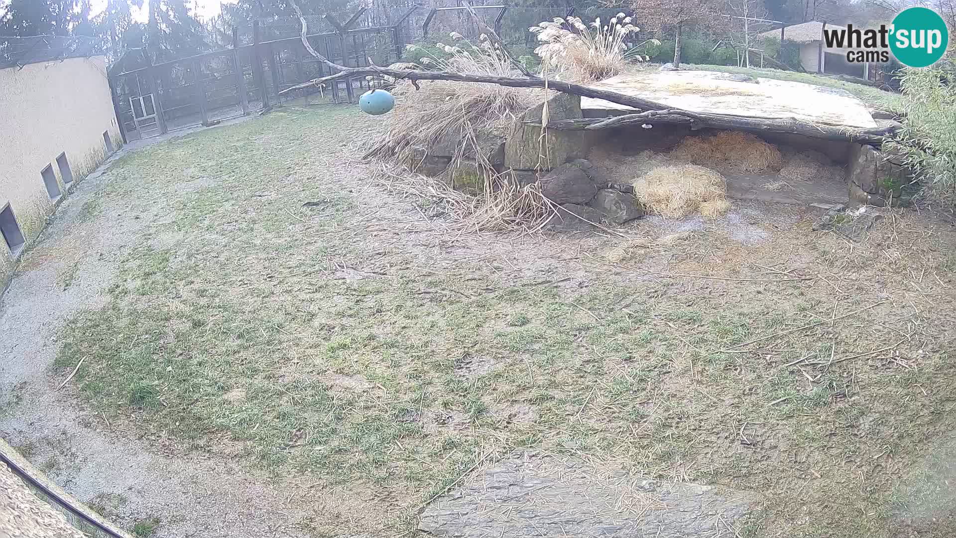 Löwe live Webcam im Zoo von Ljubljana – Slowenien