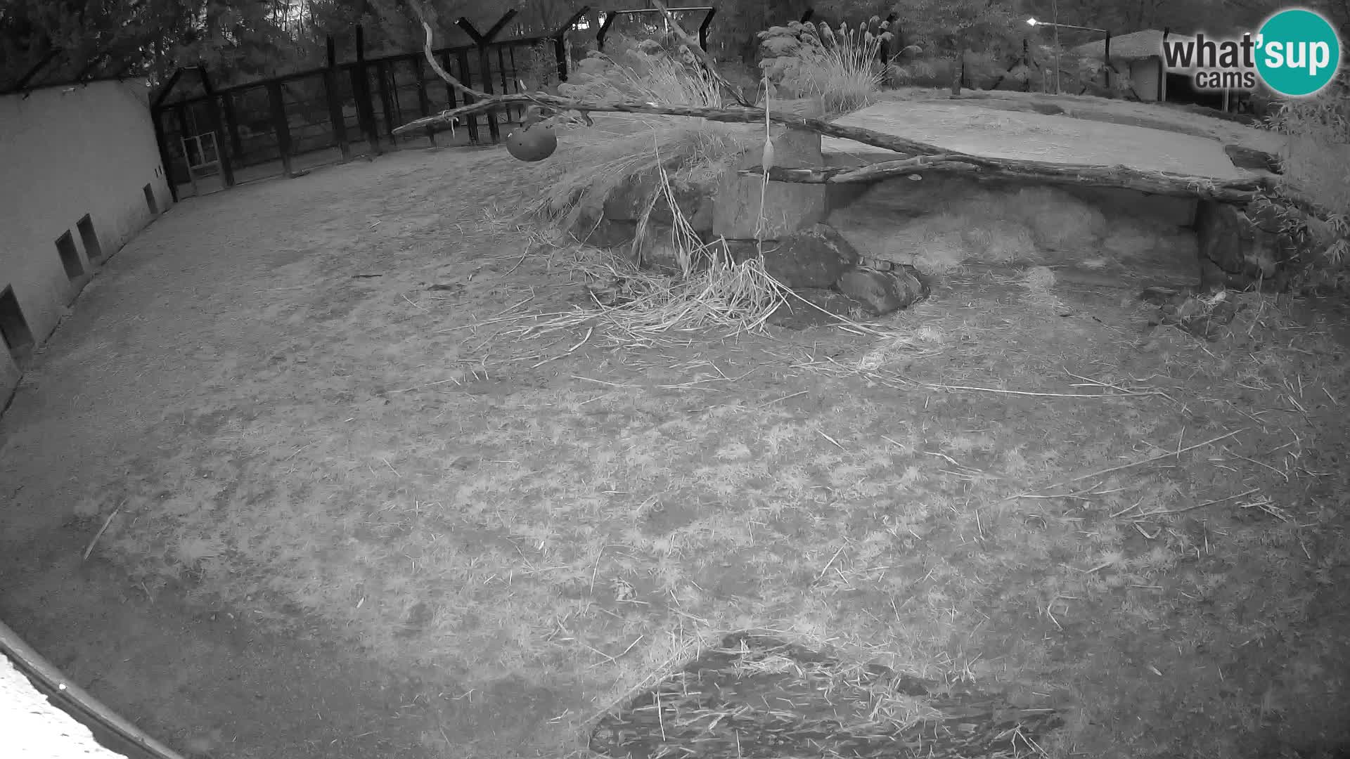 LEONE live Webcam nello zoo di Lubiana – Slovenia