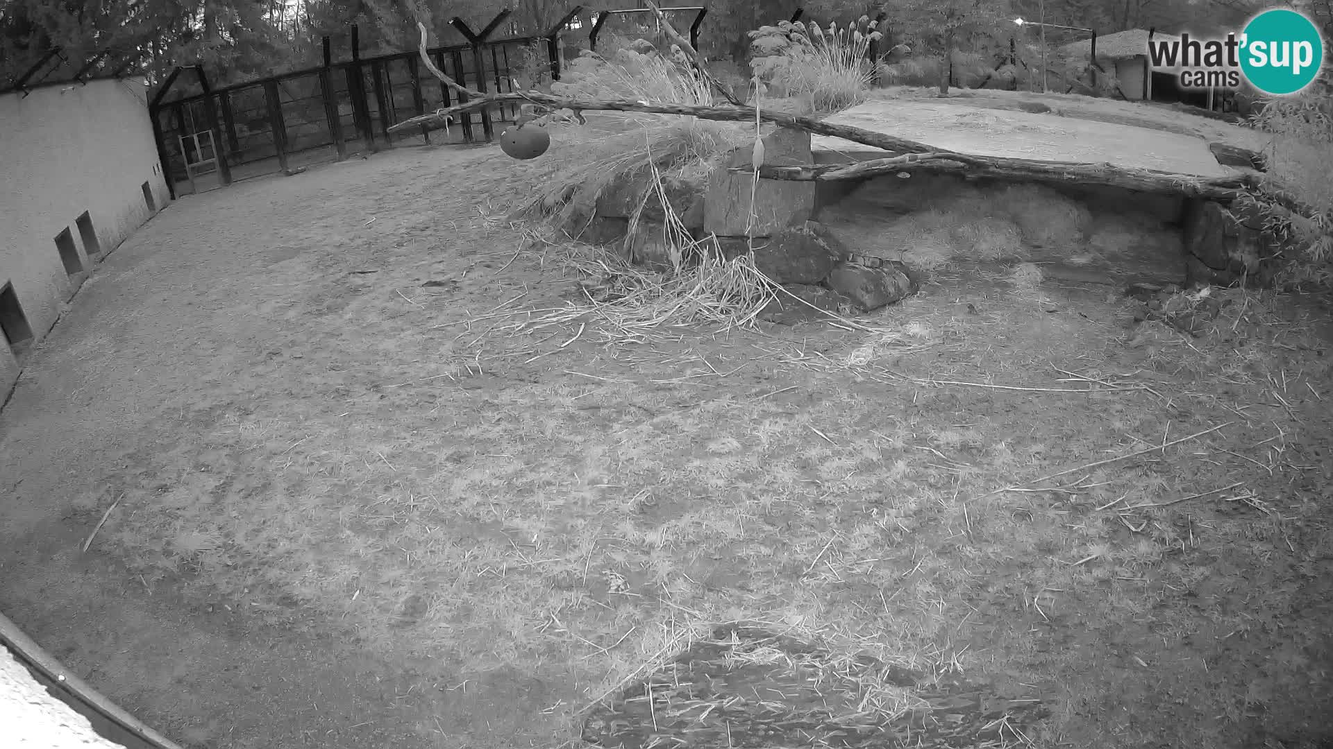 Löwe live Webcam im Zoo von Ljubljana – Slowenien