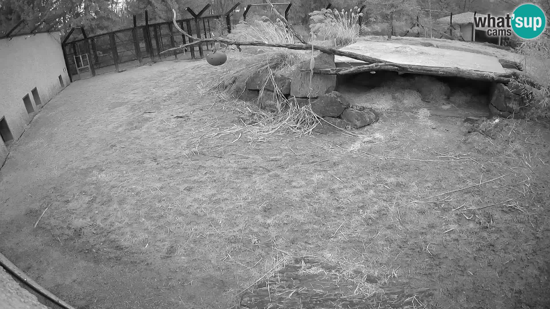 LION live Webcam in Ljubljana Zoo – Slovenia