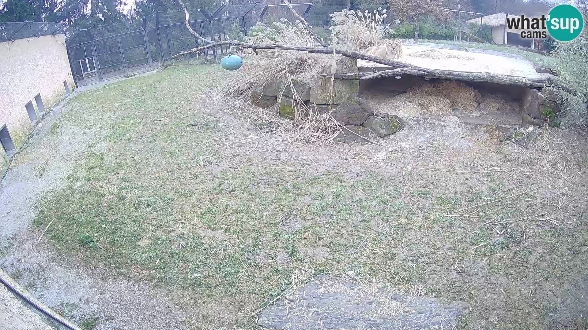 LEVI spletna kamera v živalskem vrtu Ljubljana Zoo