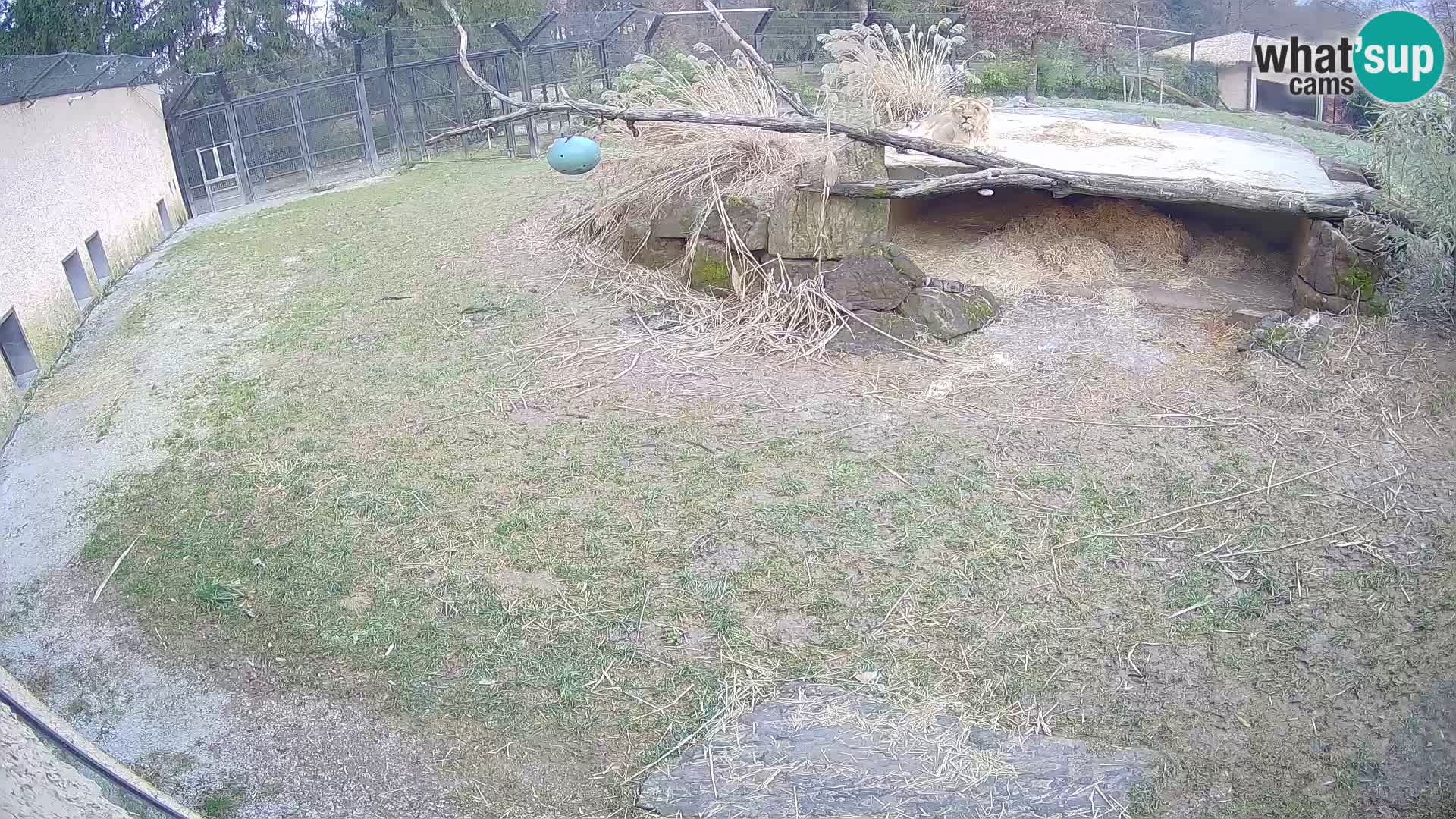 LEONE live Webcam nello zoo di Lubiana – Slovenia