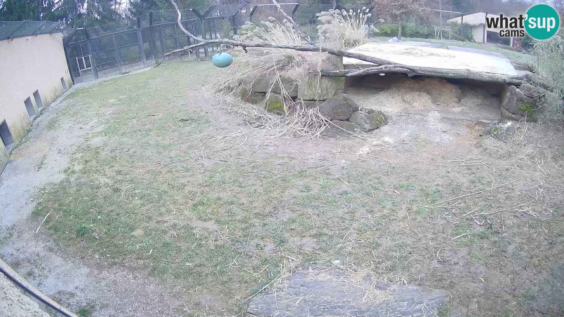 LEONE live Webcam nello zoo di Lubiana – Slovenia