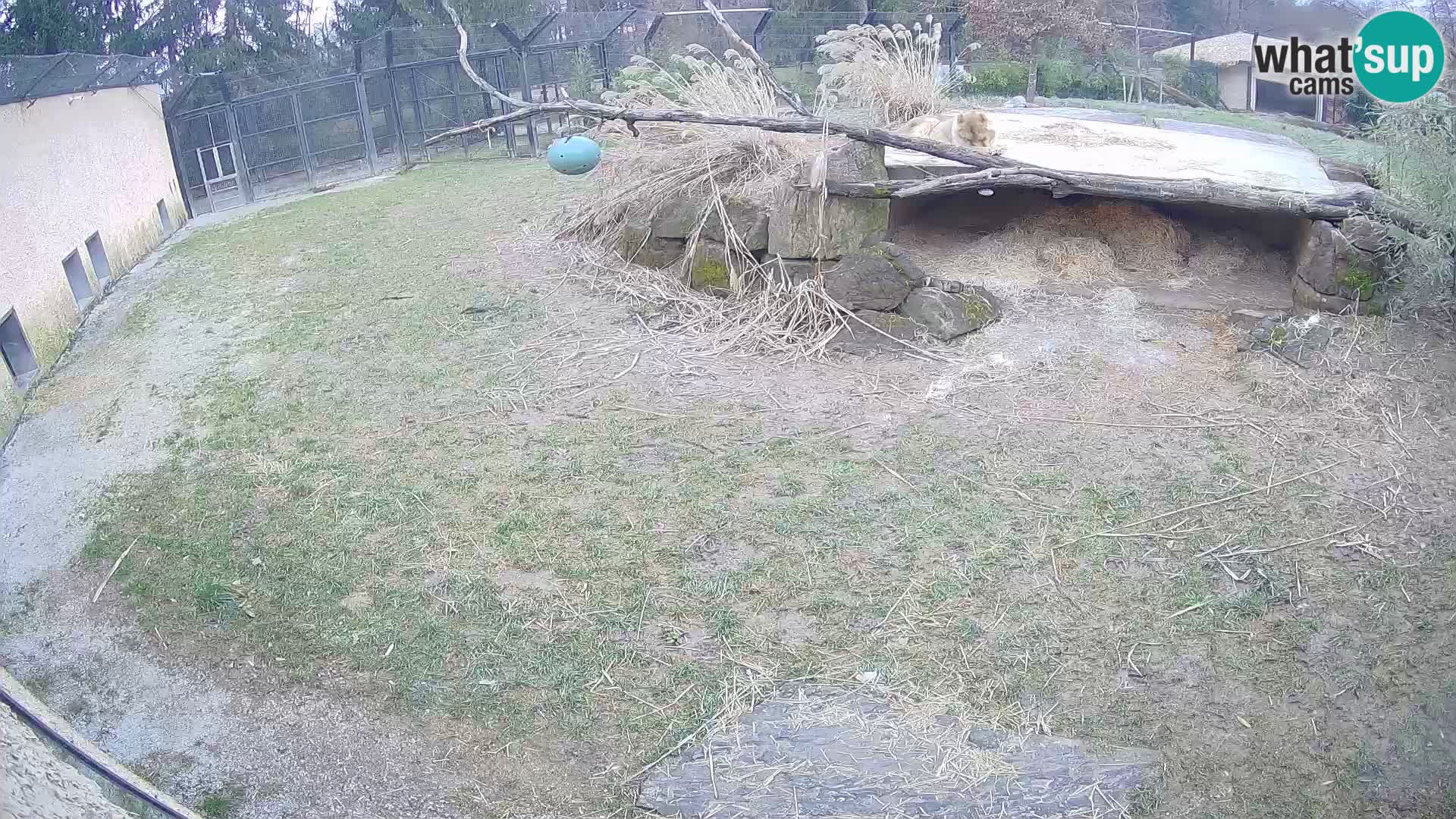 LION webcam en direct du zoo de Ljubljana – Slovénie