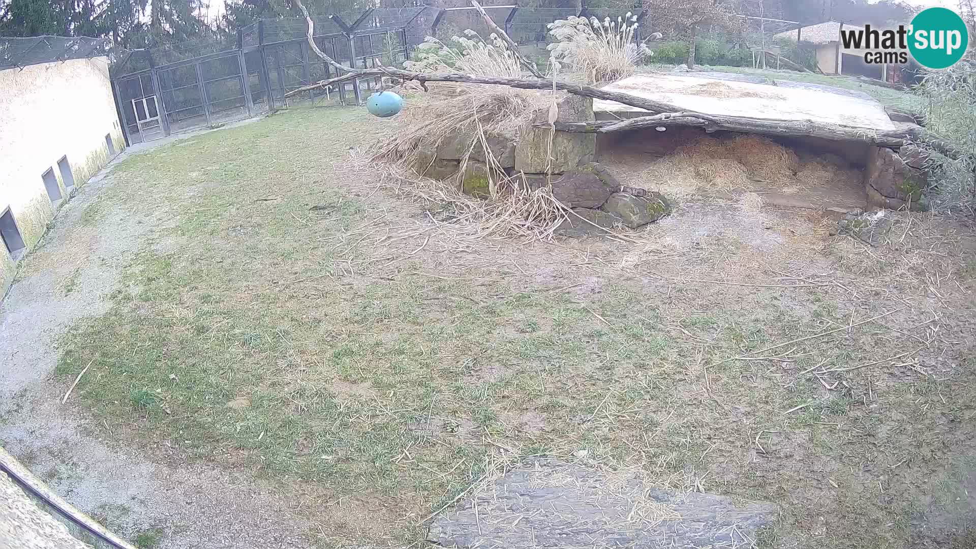 Löwe live Webcam im Zoo von Ljubljana – Slowenien