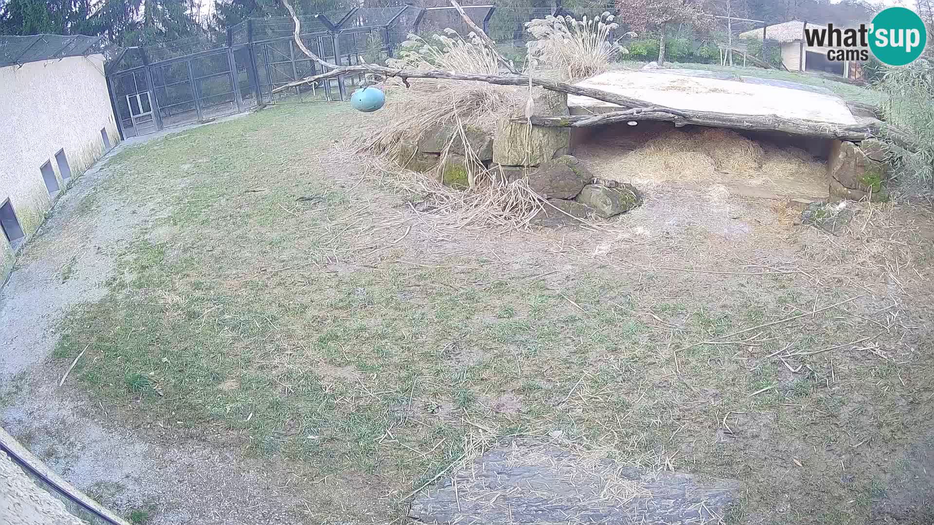 LEONE live Webcam nello zoo di Lubiana – Slovenia