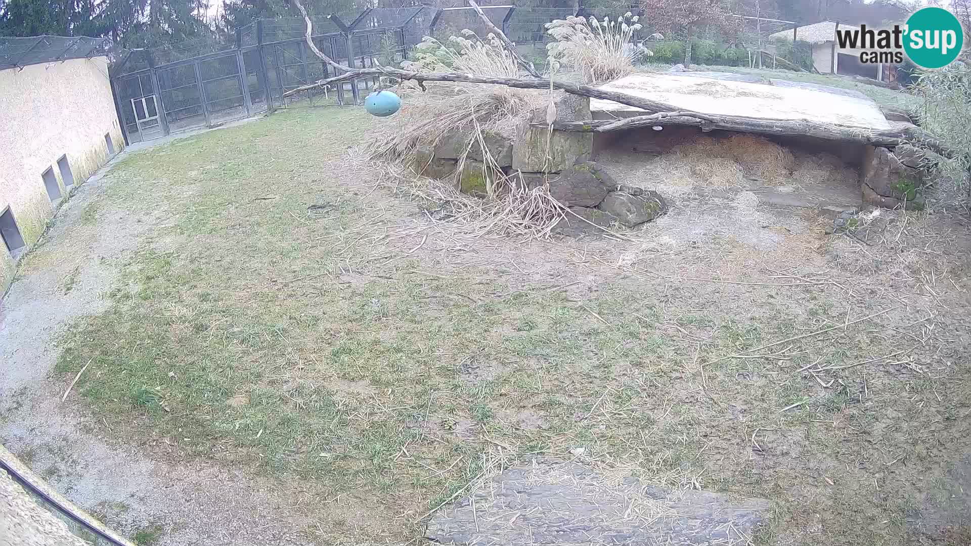 Löwe live Webcam im Zoo von Ljubljana – Slowenien