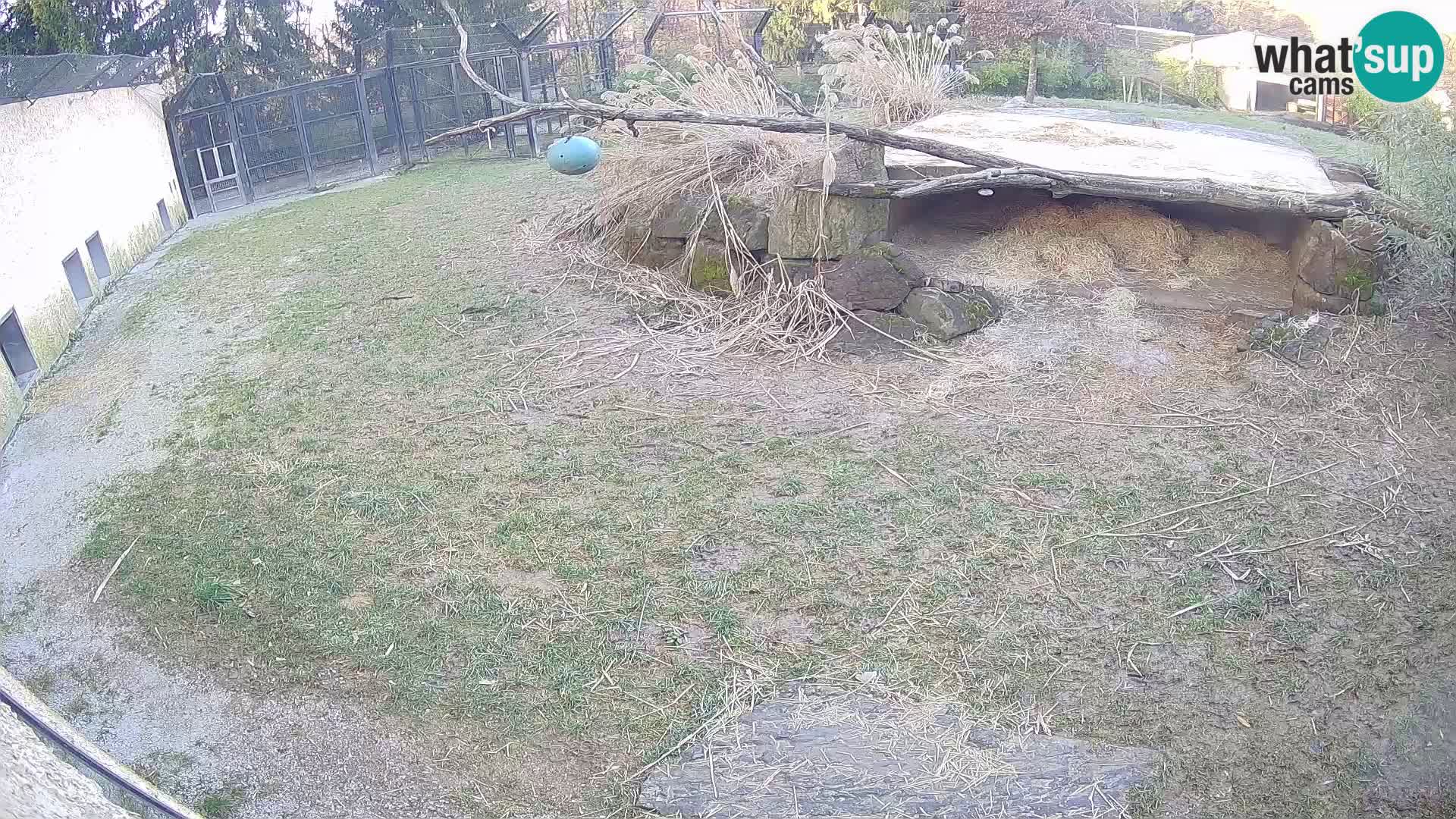 Löwe live Webcam im Zoo von Ljubljana – Slowenien