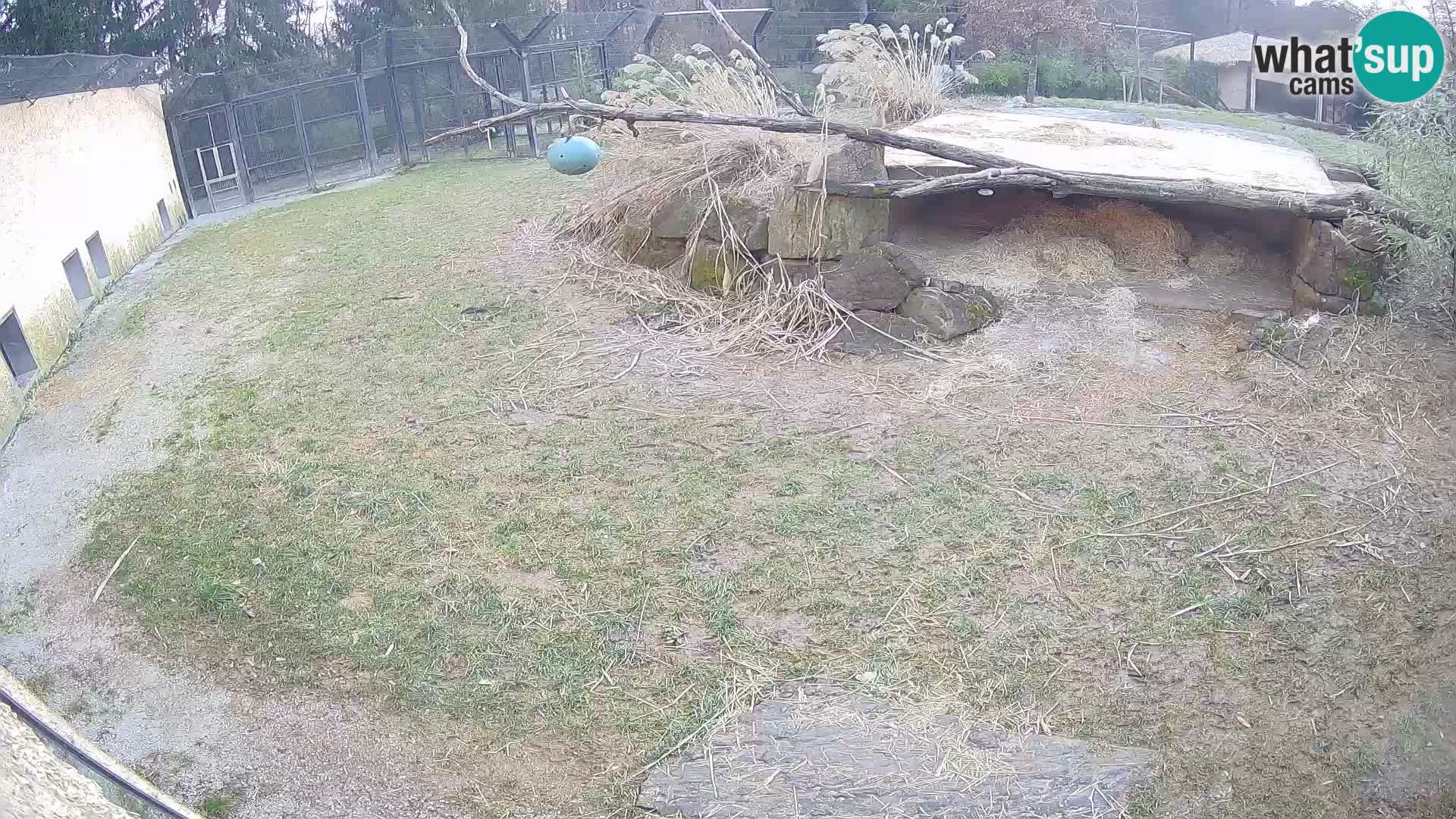 Löwe live Webcam im Zoo von Ljubljana – Slowenien