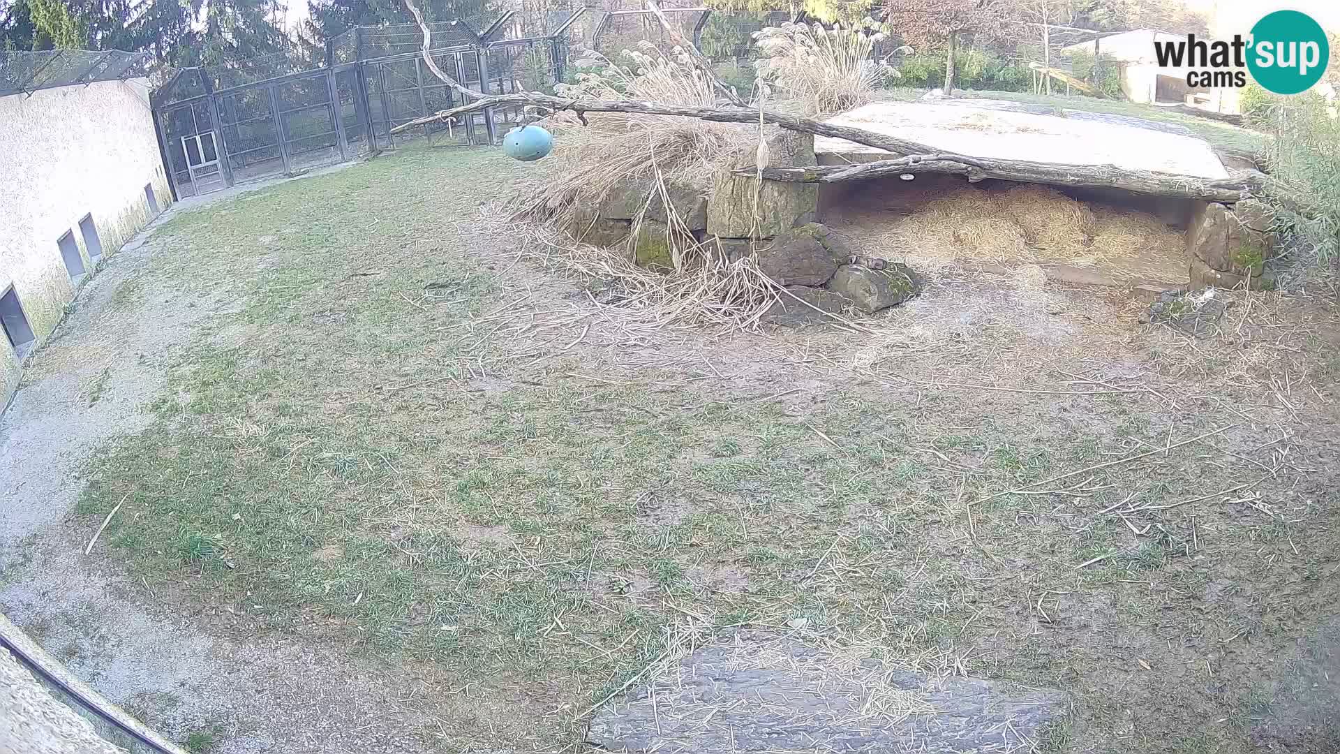 LION webcam en direct du zoo de Ljubljana – Slovénie