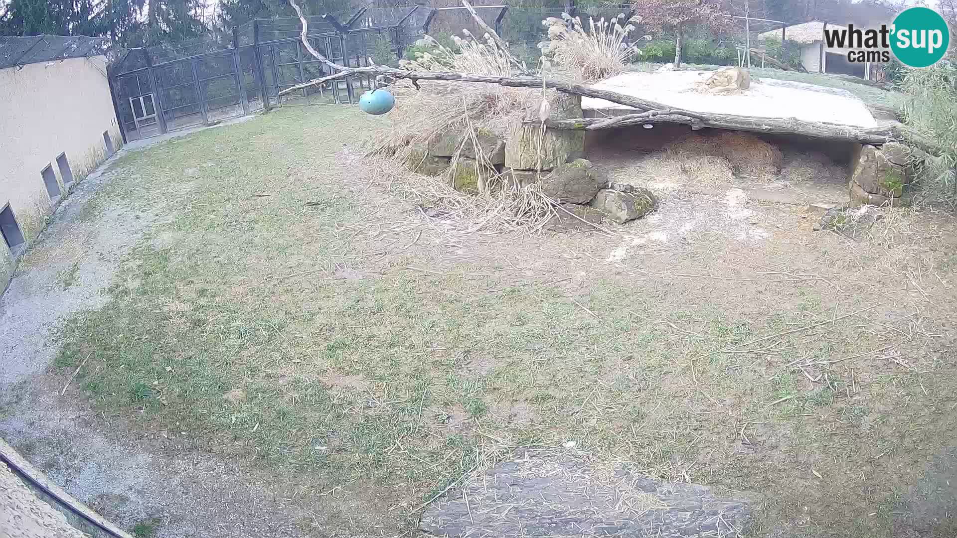 LEONE live Webcam nello zoo di Lubiana – Slovenia