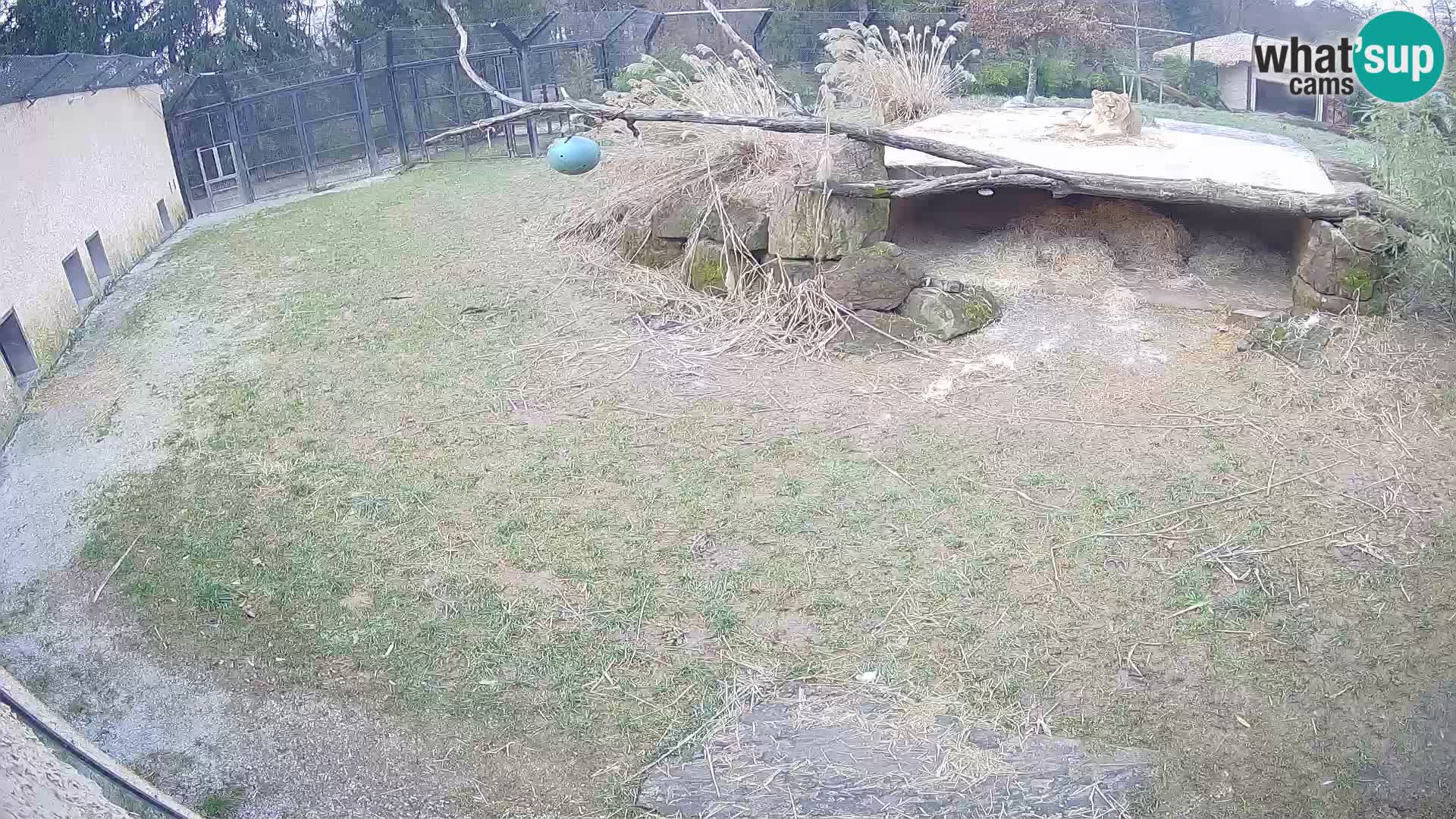 LEONE live Webcam nello zoo di Lubiana – Slovenia