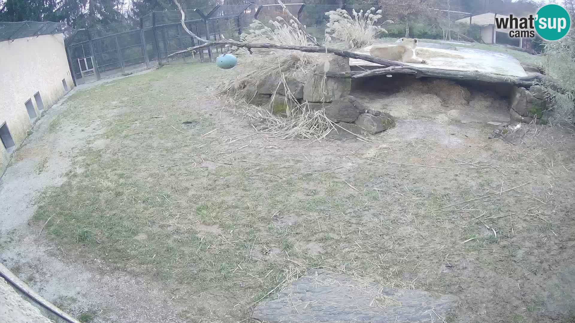 LEON Webcam en vivo en Ljubljana Zoo – Eslovenia