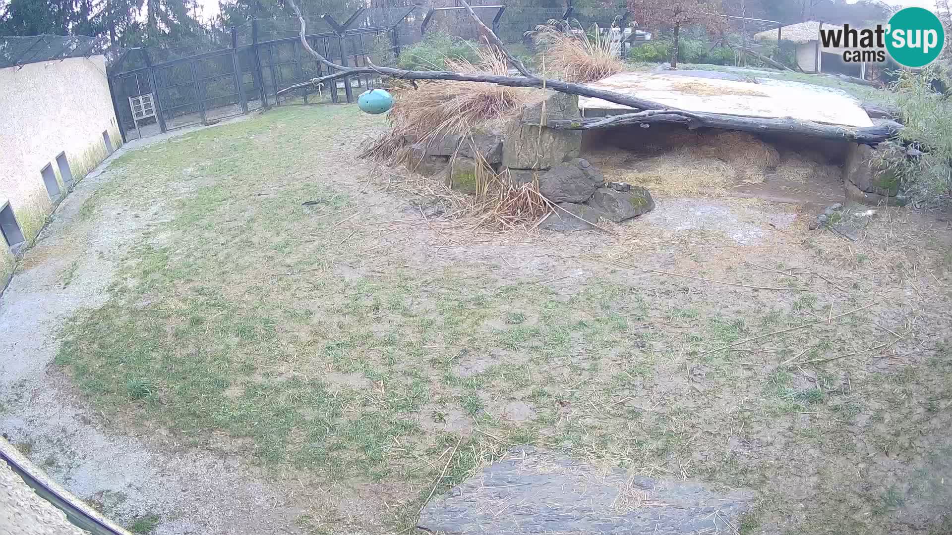 Löwe live Webcam im Zoo von Ljubljana – Slowenien