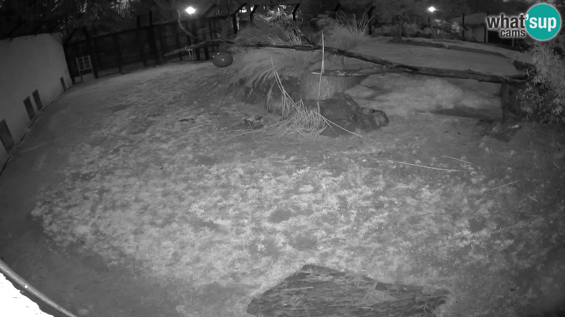 LION webcam en direct du zoo de Ljubljana – Slovénie