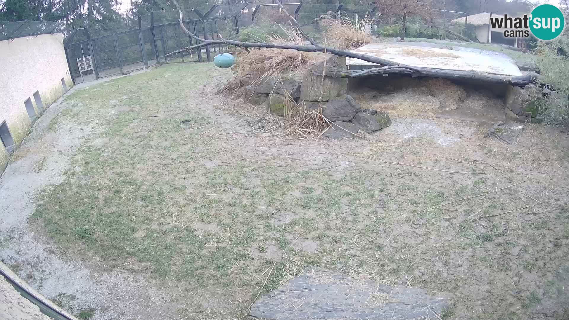 LEVI spletna kamera v živalskem vrtu Ljubljana Zoo