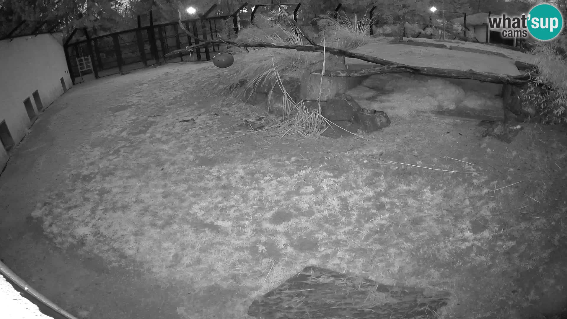 LION webcam en direct du zoo de Ljubljana – Slovénie