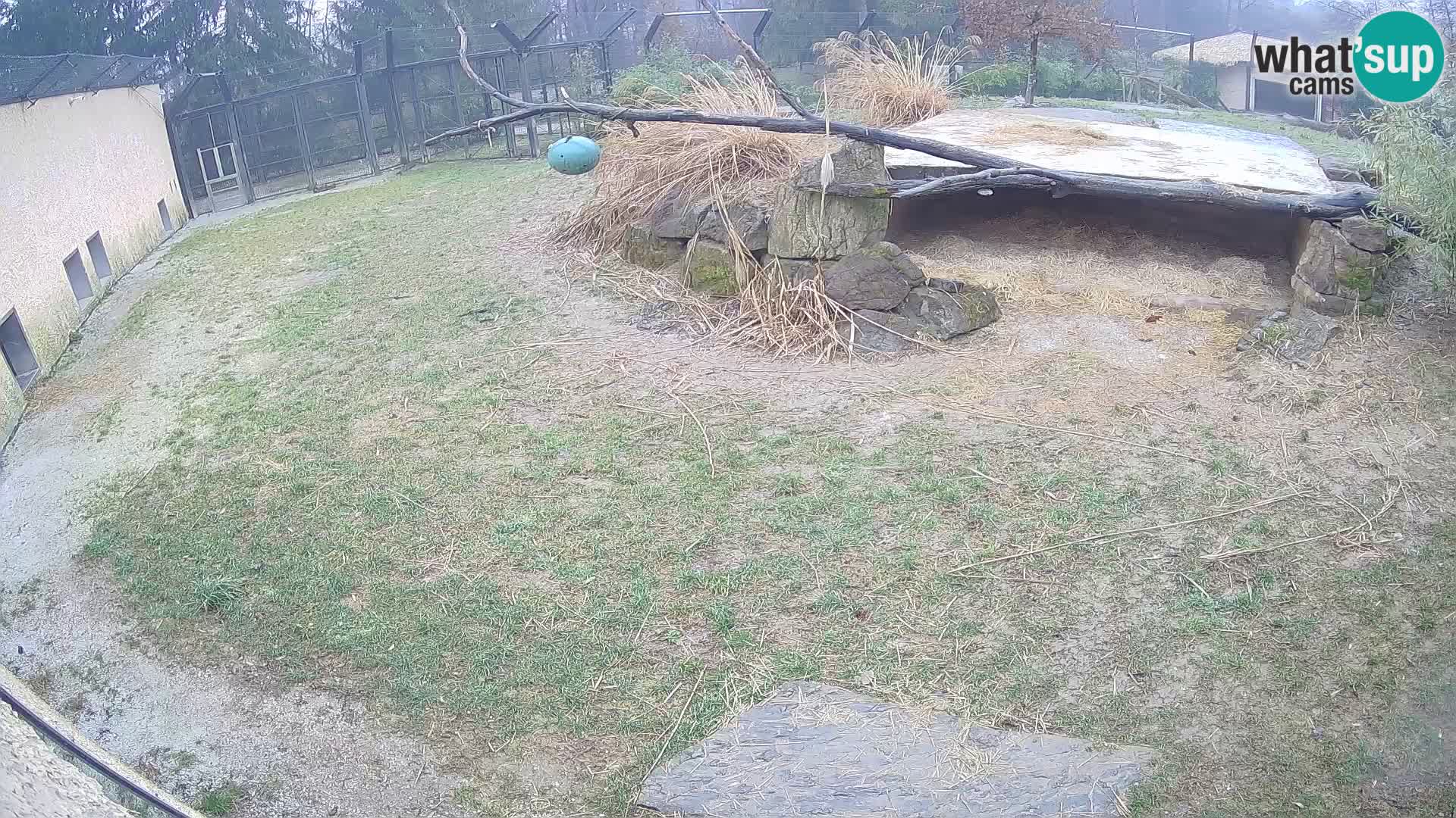 LEONE live Webcam nello zoo di Lubiana – Slovenia