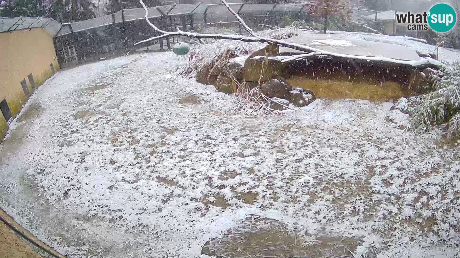 Löwe live Webcam im Zoo von Ljubljana – Slowenien