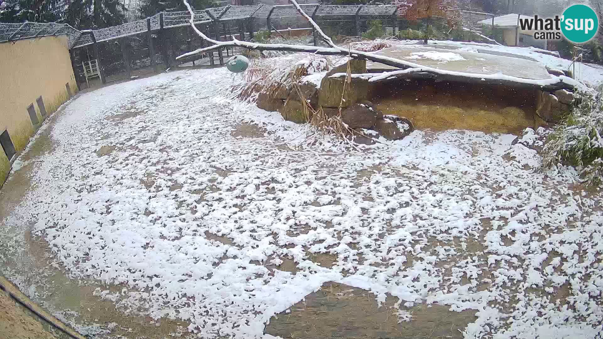 Löwe live Webcam im Zoo von Ljubljana – Slowenien