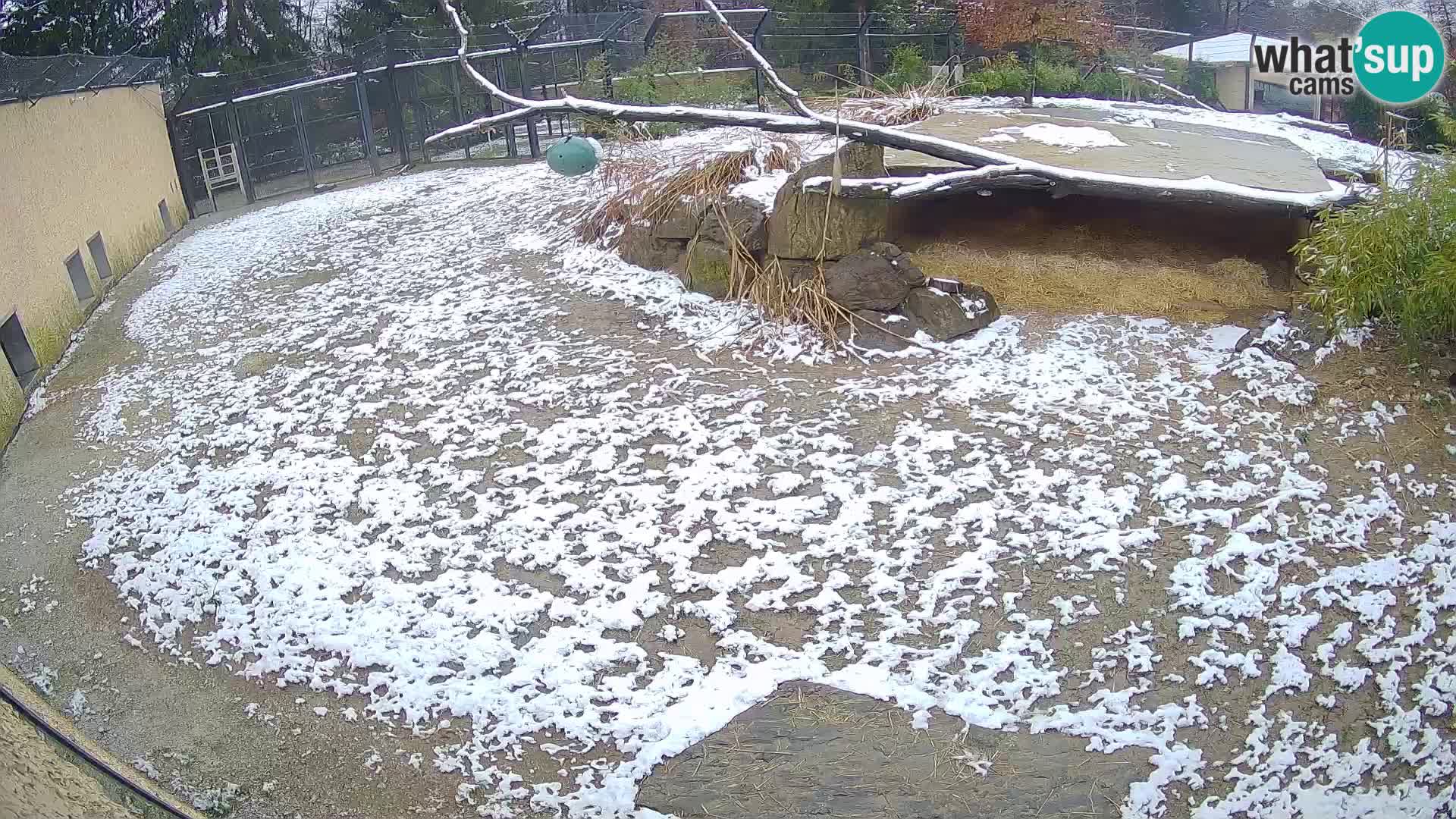 Löwe live Webcam im Zoo von Ljubljana – Slowenien