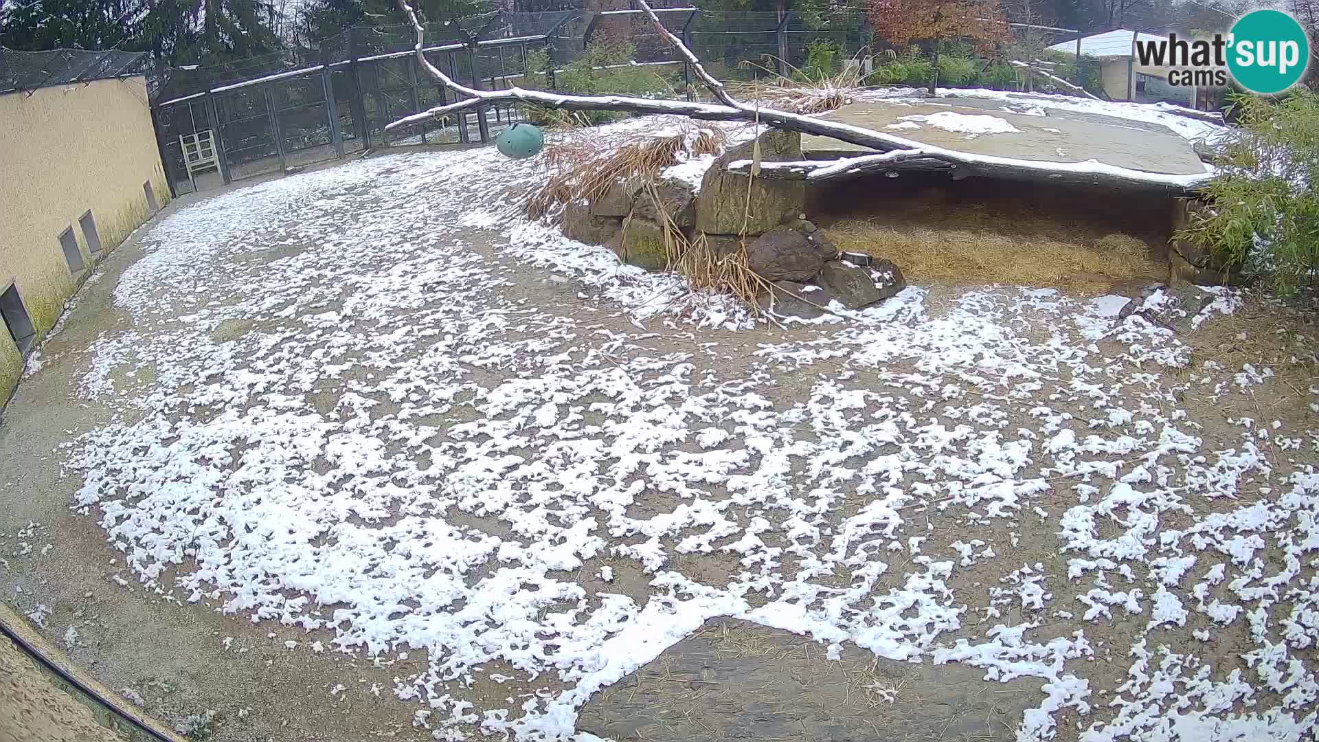 Löwe live Webcam im Zoo von Ljubljana – Slowenien