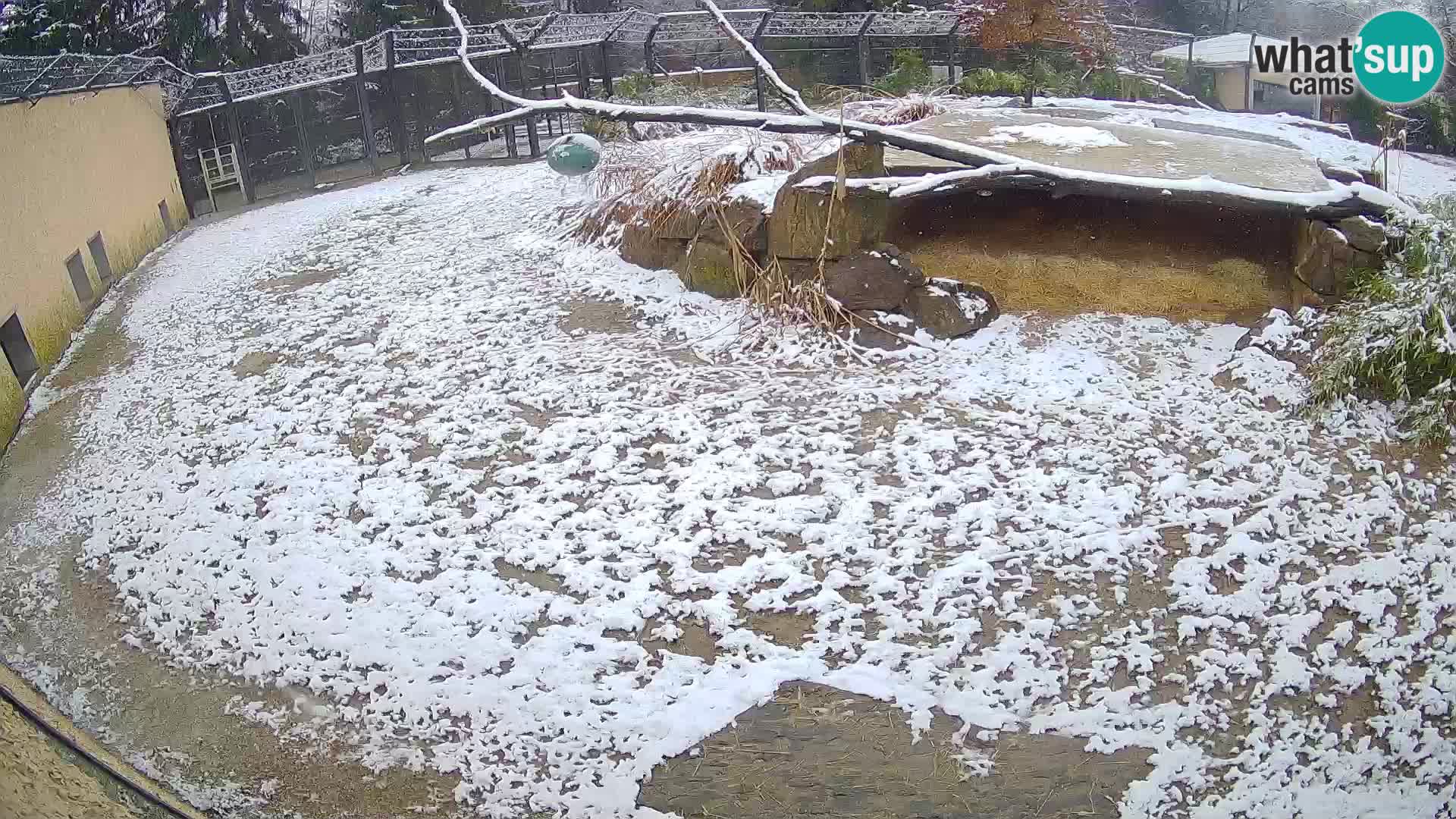 LEVI spletna kamera v živalskem vrtu Ljubljana Zoo